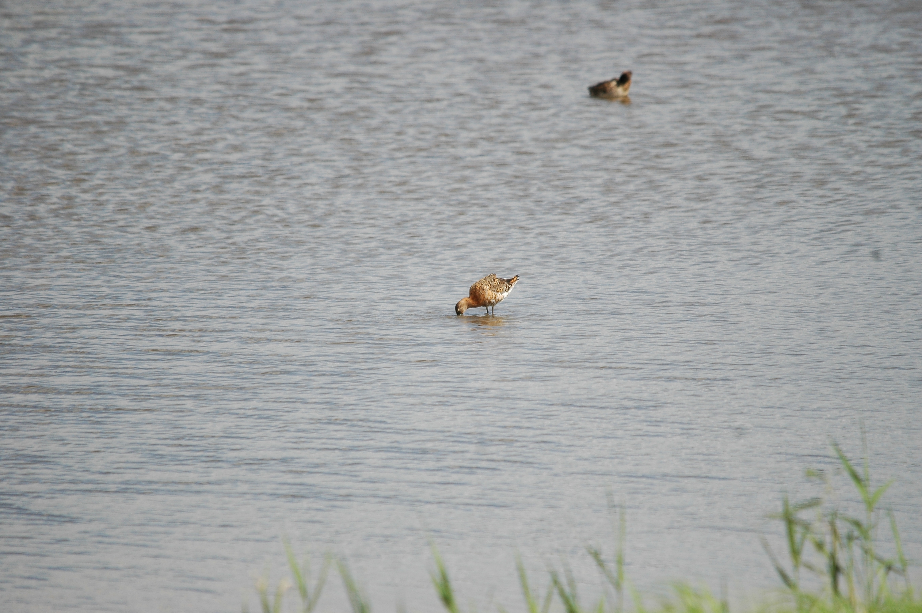 photos/wildlife/Bird_Species/063-Waders/1540-Black-Tailed_Godwit/20090819-Blacktoft-05.jpg