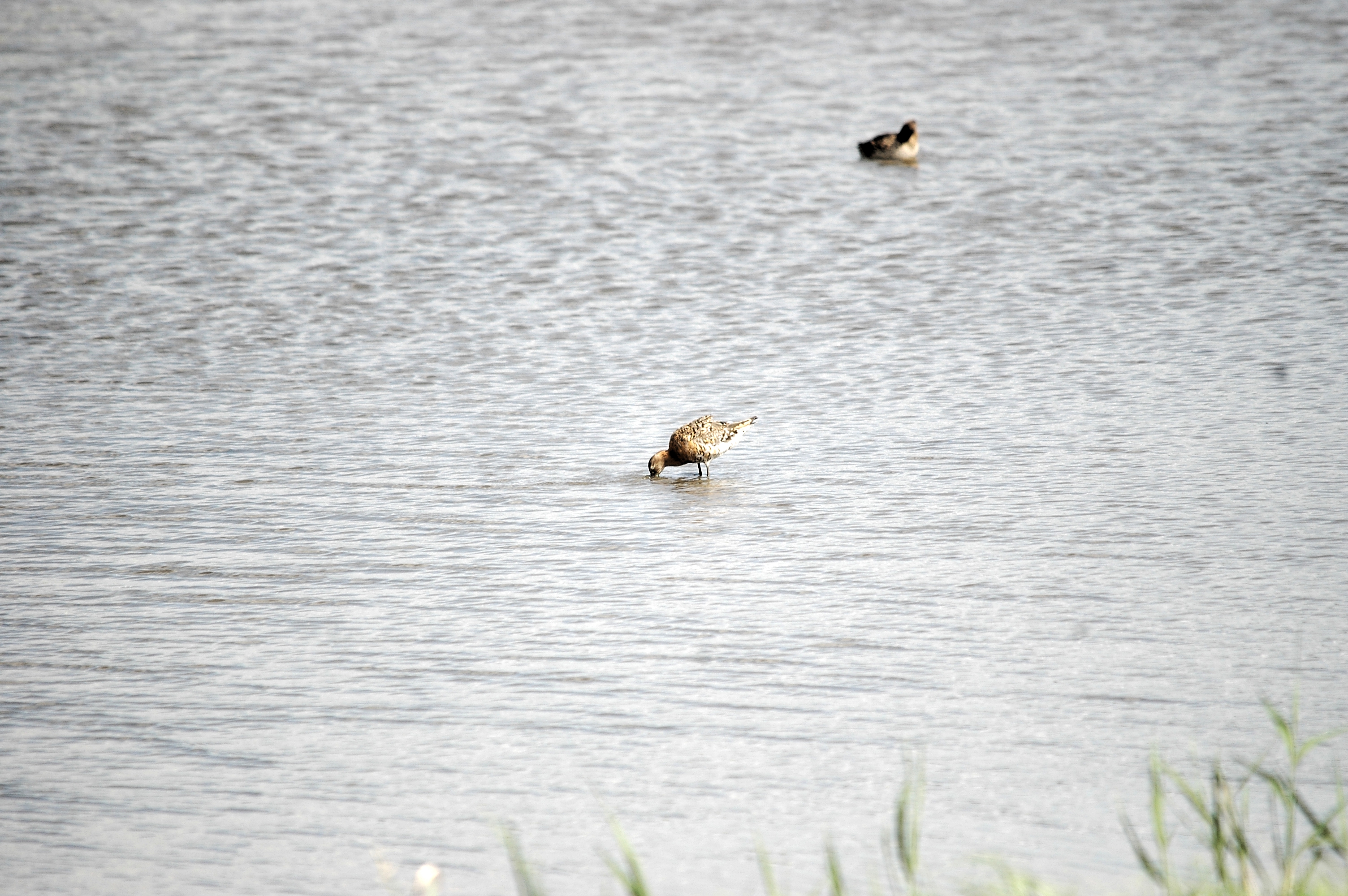 photos/wildlife/Bird_Species/063-Waders/1540-Black-Tailed_Godwit/20090819-Blacktoft-06.jpg