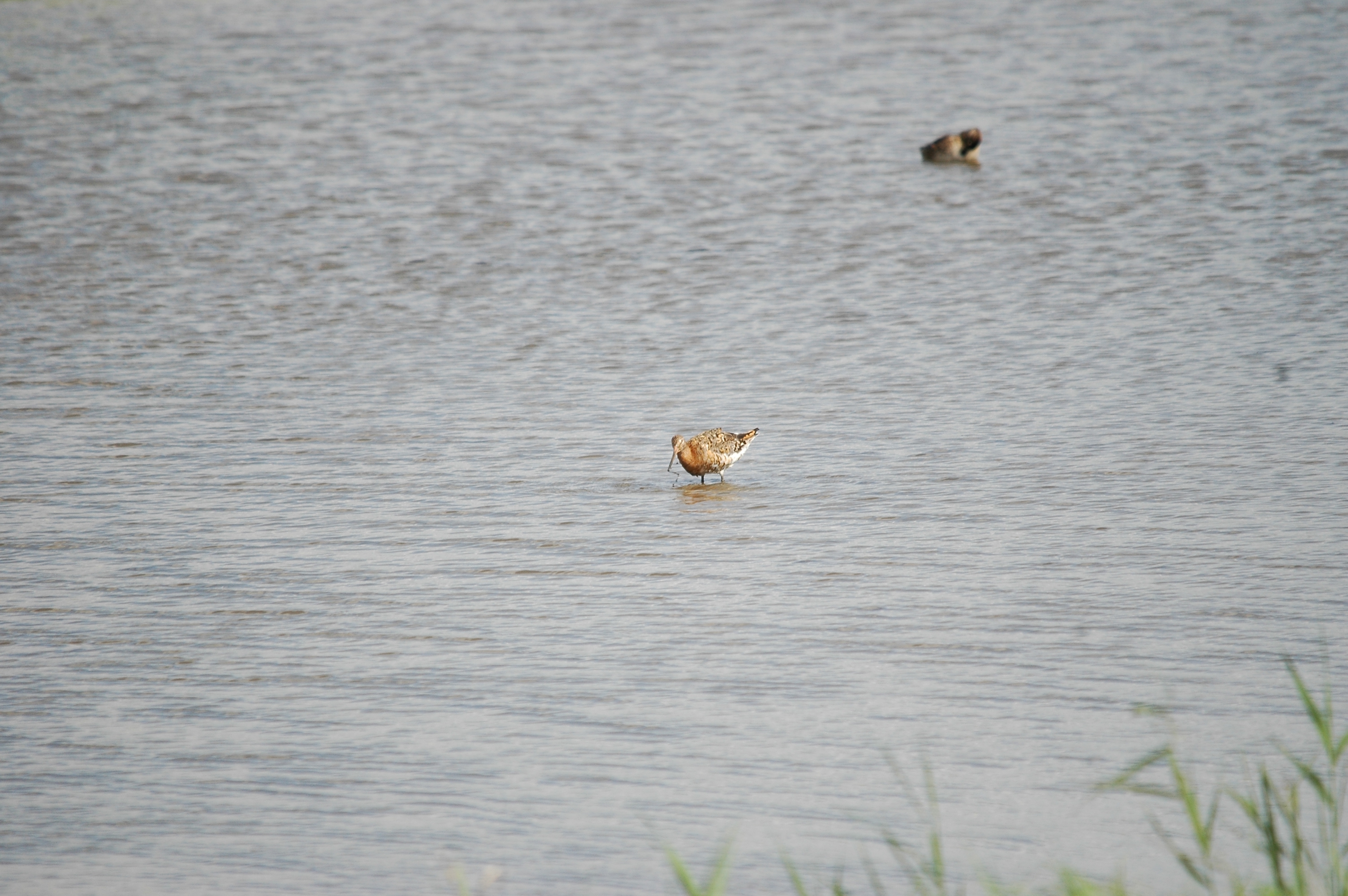 photos/wildlife/Bird_Species/063-Waders/1540-Black-Tailed_Godwit/20090819-Blacktoft-07.jpg