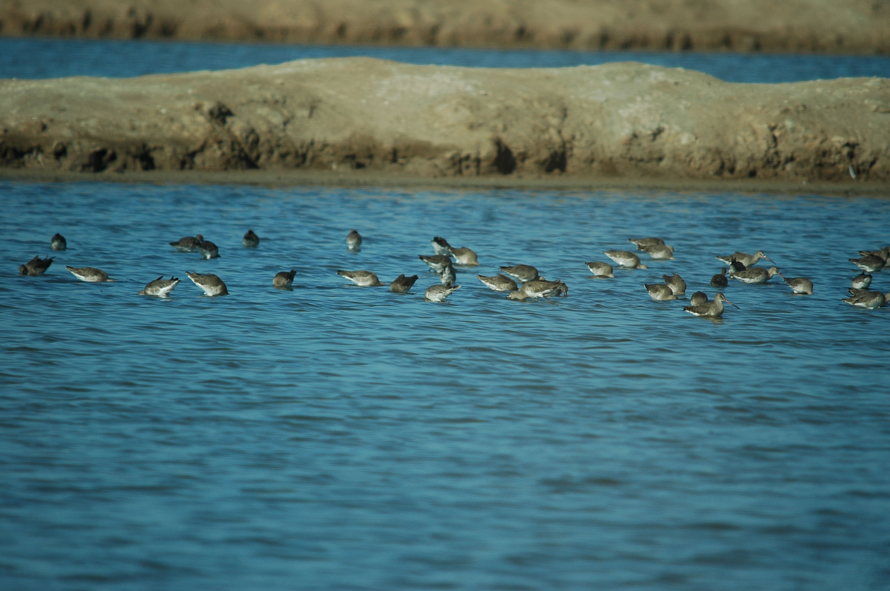 photos/wildlife/Bird_Species/063-Waders/1540-Black-Tailed_Godwit/20090924-Spain-01.jpg