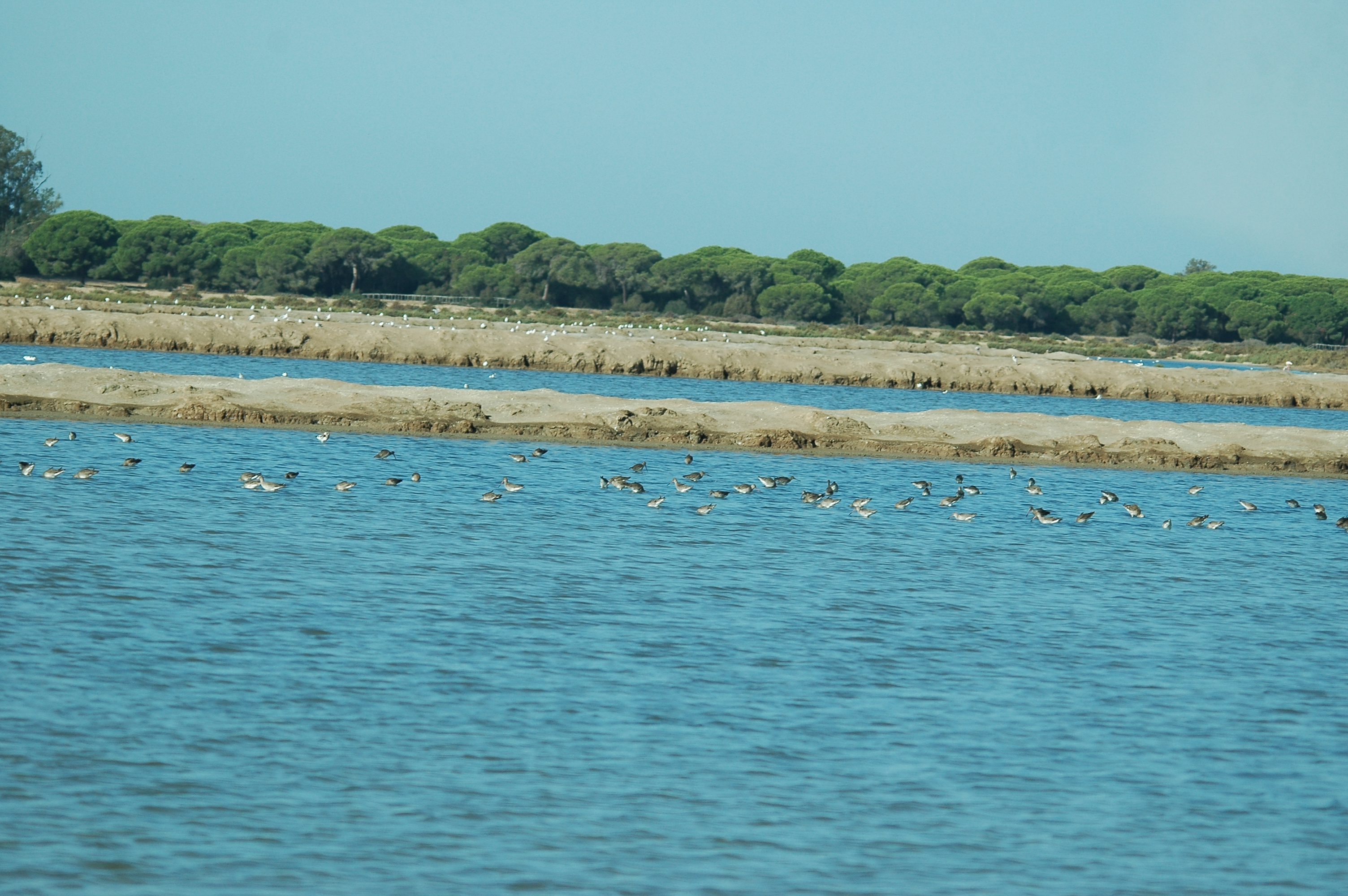 photos/wildlife/Bird_Species/063-Waders/1540-Black-Tailed_Godwit/20090924-Spain-02.jpg