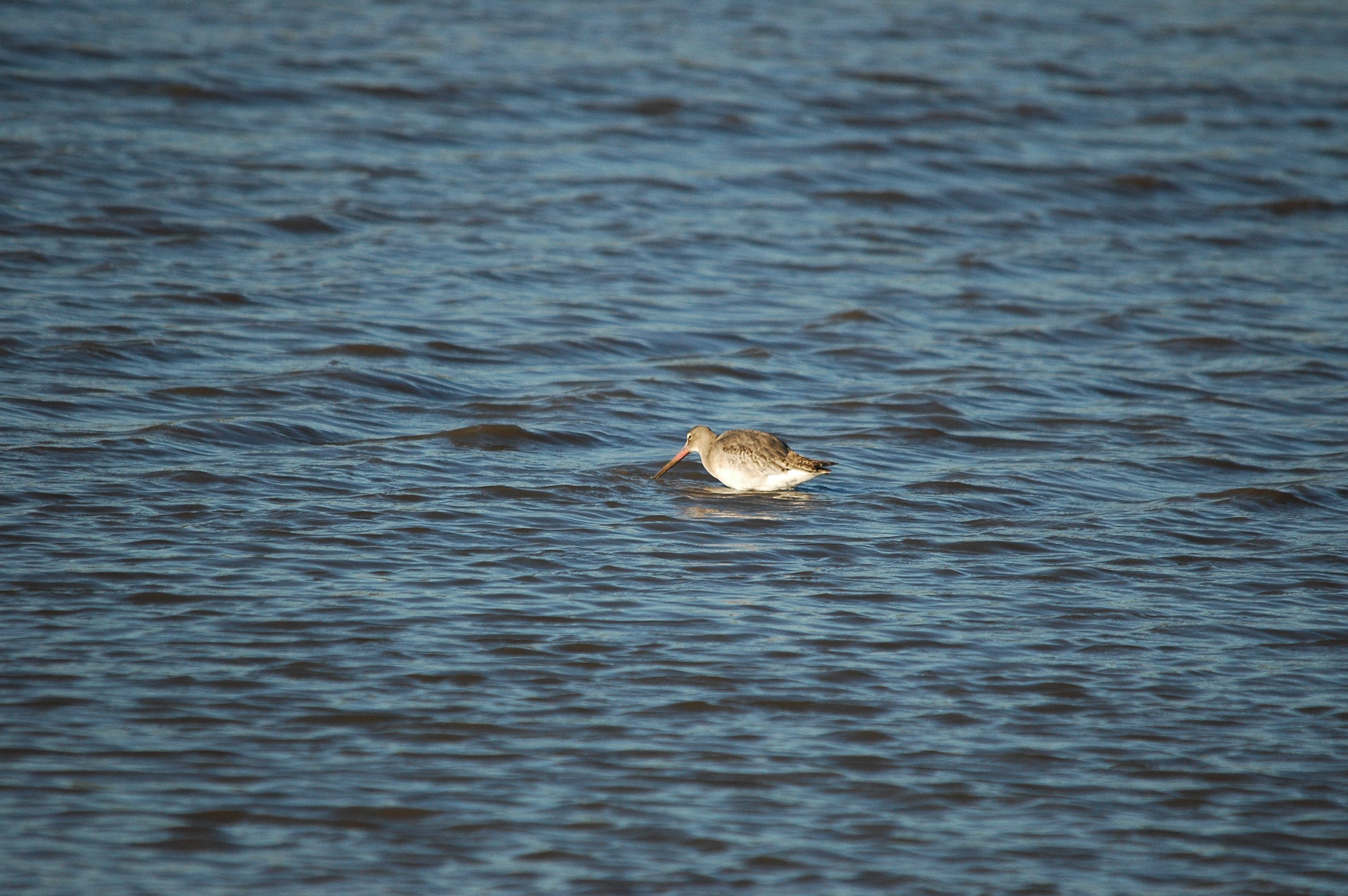 photos/wildlife/Bird_Species/063-Waders/1540-Black-Tailed_Godwit/DSC_3741.JPG