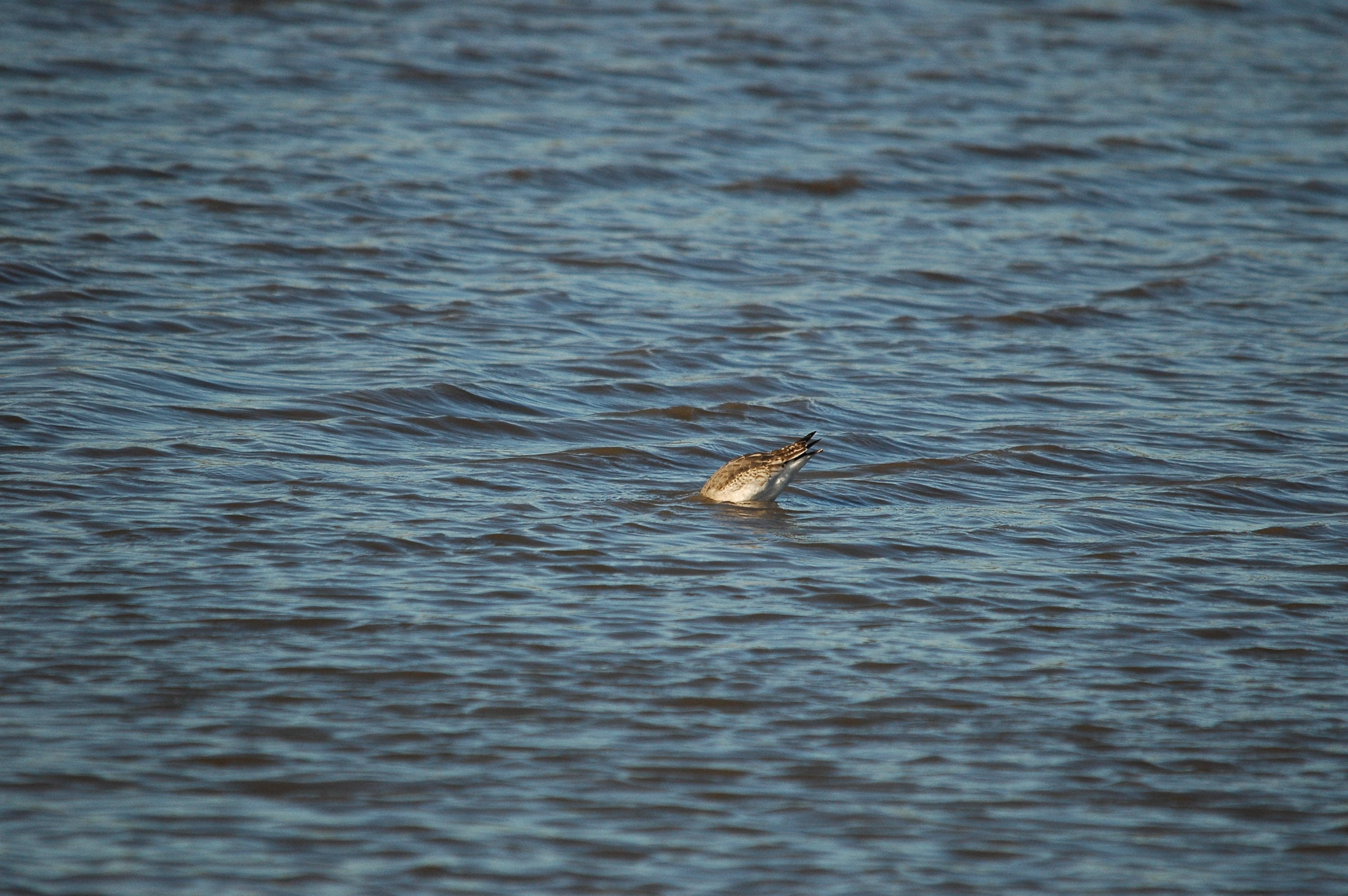 photos/wildlife/Bird_Species/063-Waders/1540-Black-Tailed_Godwit/DSC_3742.JPG