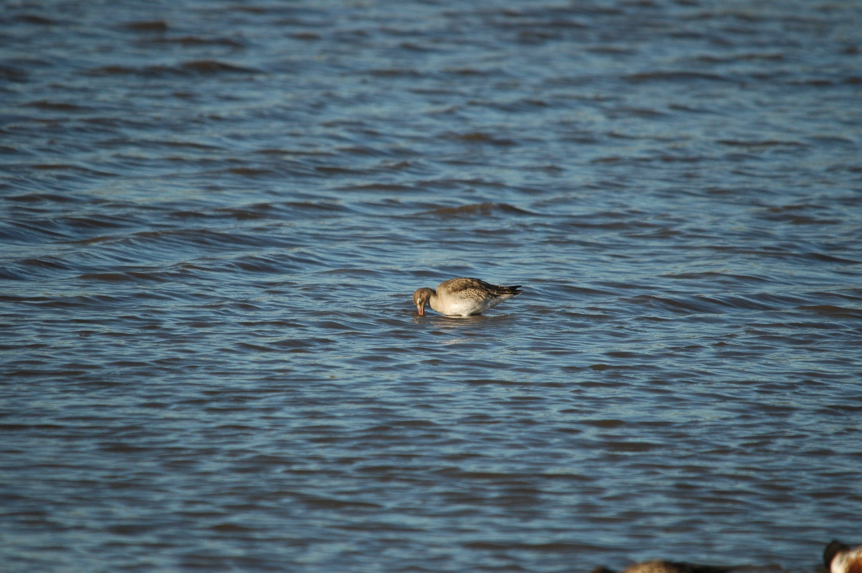 photos/wildlife/Bird_Species/063-Waders/1540-Black-Tailed_Godwit/DSC_3743.JPG