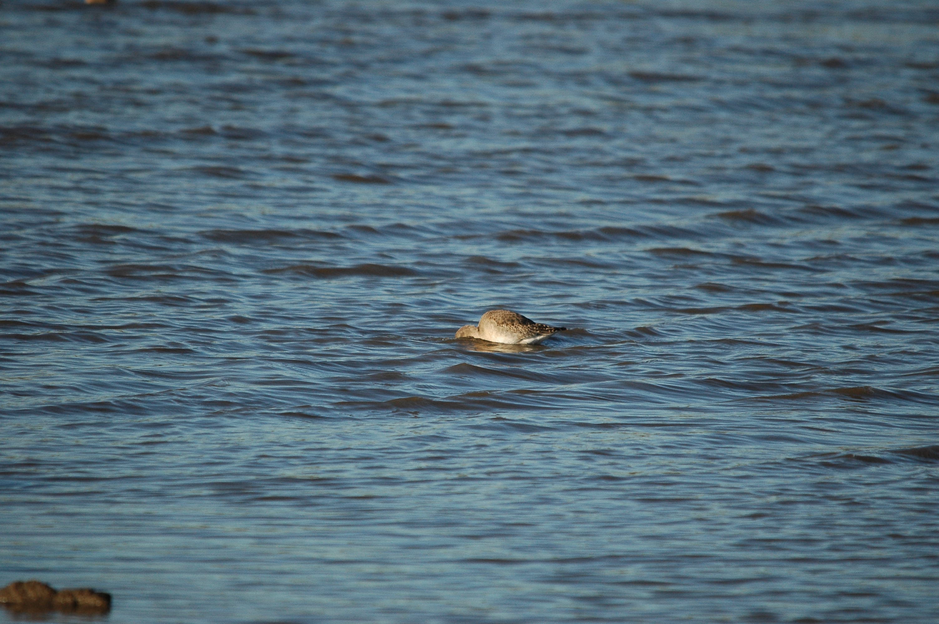 photos/wildlife/Bird_Species/063-Waders/1540-Black-Tailed_Godwit/DSC_3744.JPG