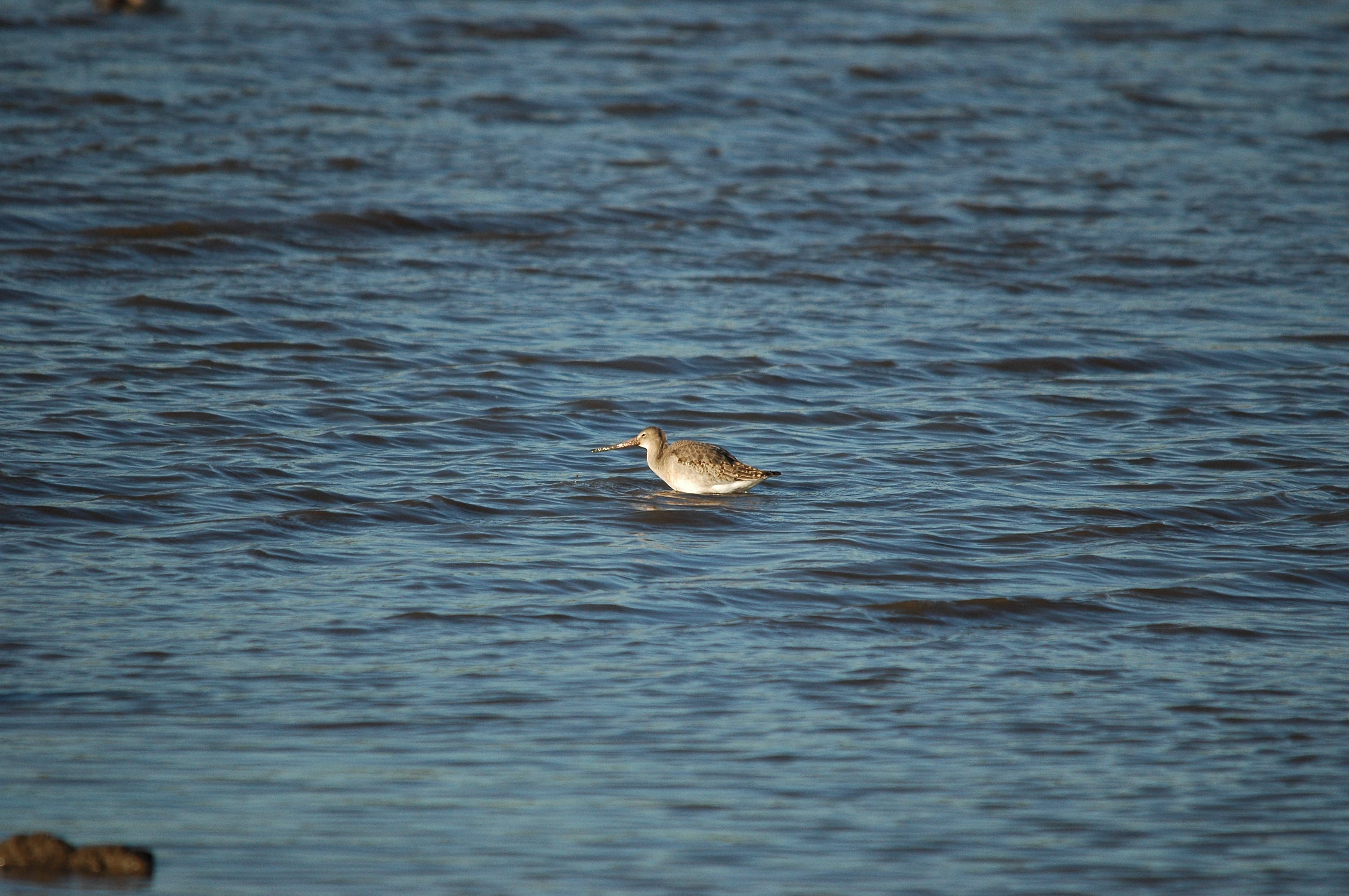 photos/wildlife/Bird_Species/063-Waders/1540-Black-Tailed_Godwit/DSC_3745.JPG