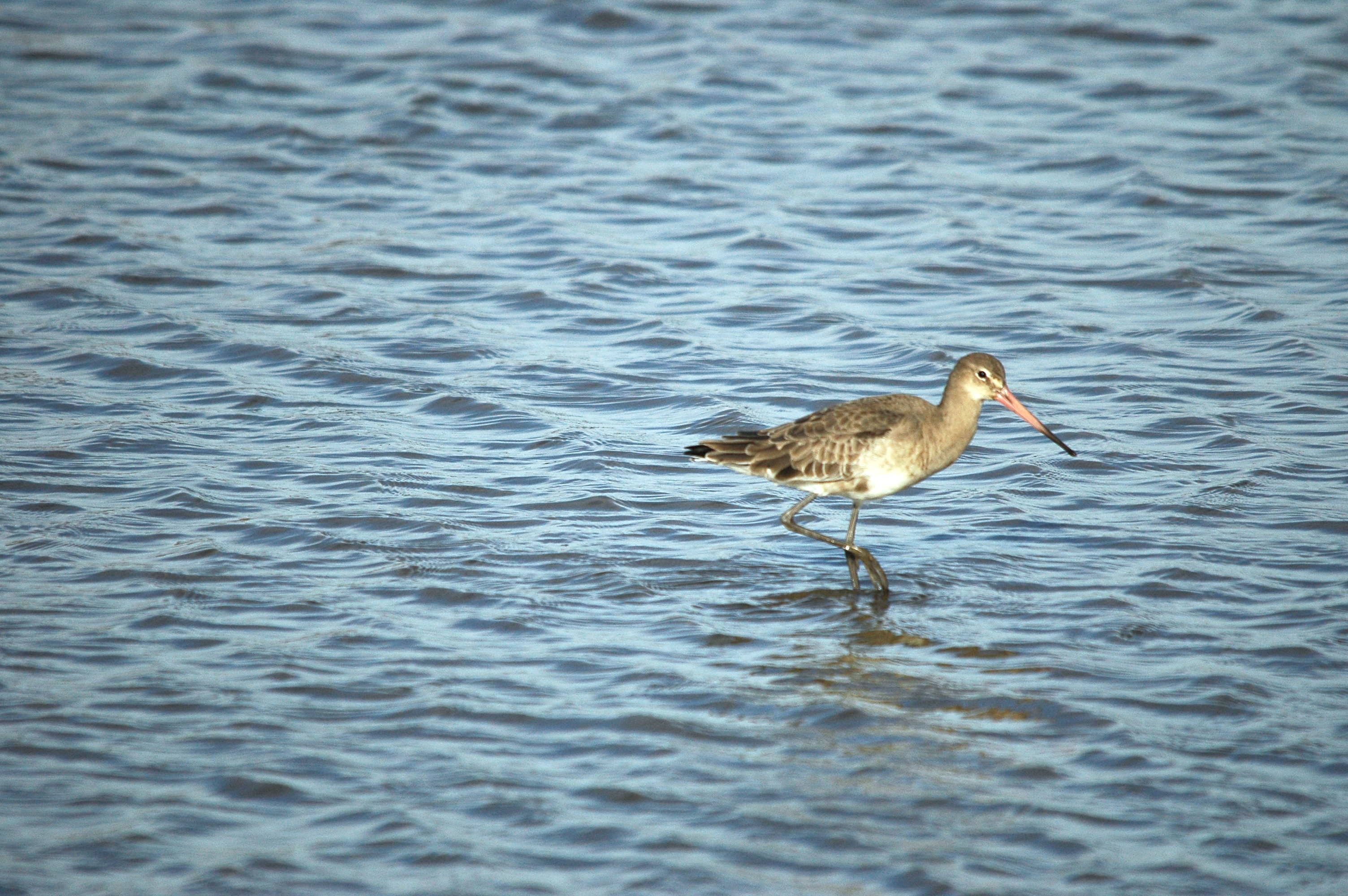 photos/wildlife/Bird_Species/063-Waders/1540-Black-Tailed_Godwit/DSC_3774.JPG