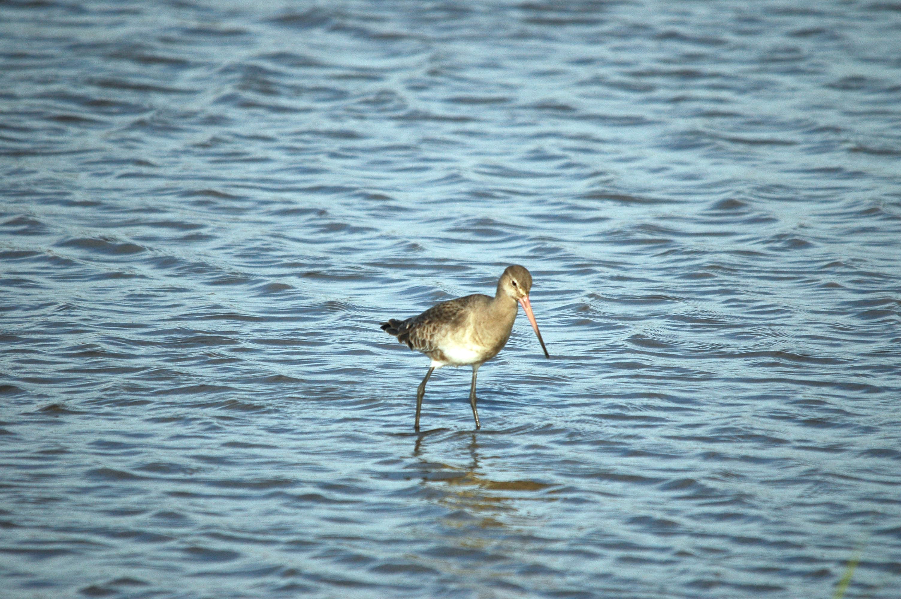 photos/wildlife/Bird_Species/063-Waders/1540-Black-Tailed_Godwit/DSC_3775.JPG