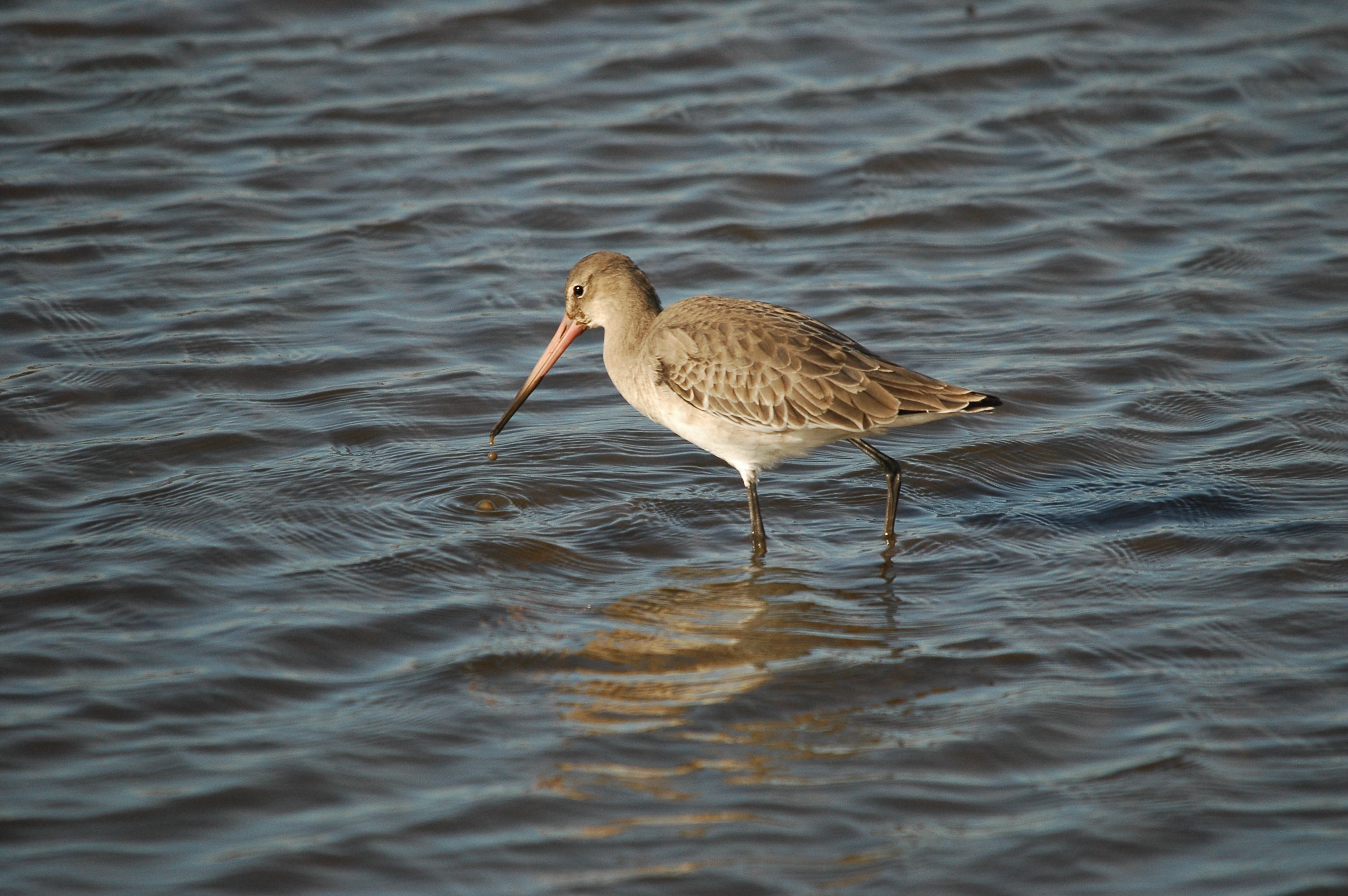 photos/wildlife/Bird_Species/063-Waders/1540-Black-Tailed_Godwit/DSC_3776.JPG