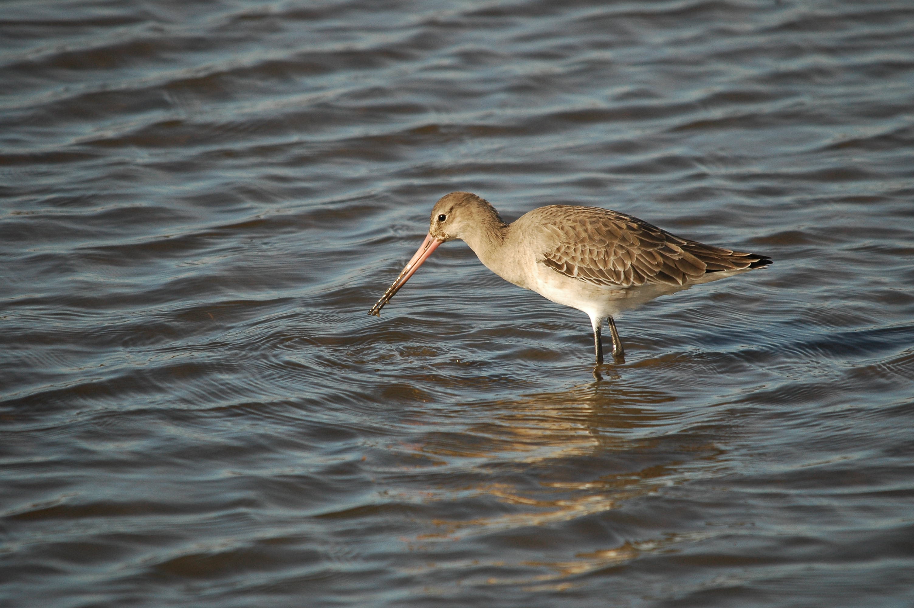 photos/wildlife/Bird_Species/063-Waders/1540-Black-Tailed_Godwit/DSC_3777.JPG
