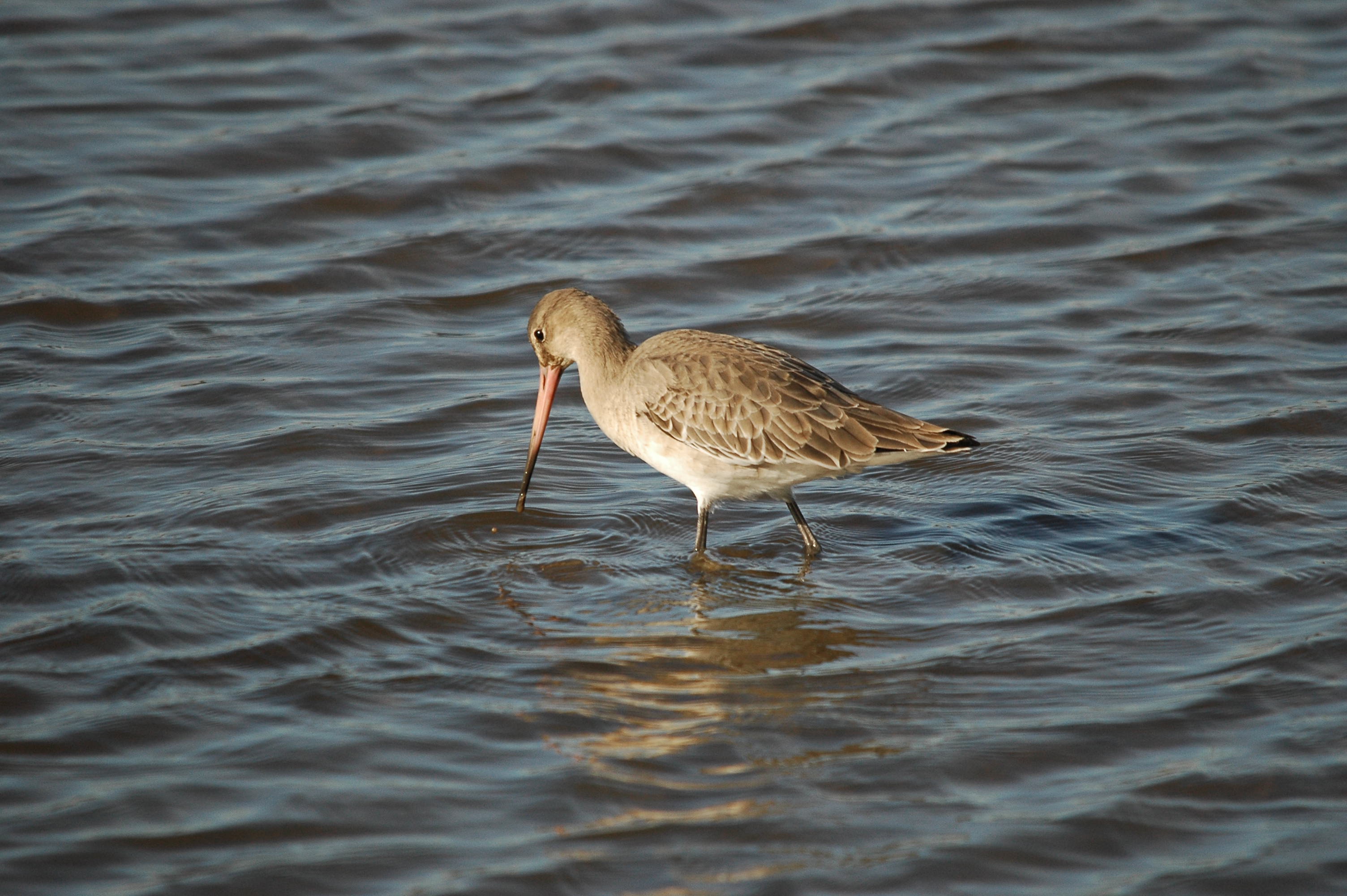 photos/wildlife/Bird_Species/063-Waders/1540-Black-Tailed_Godwit/DSC_3778.JPG