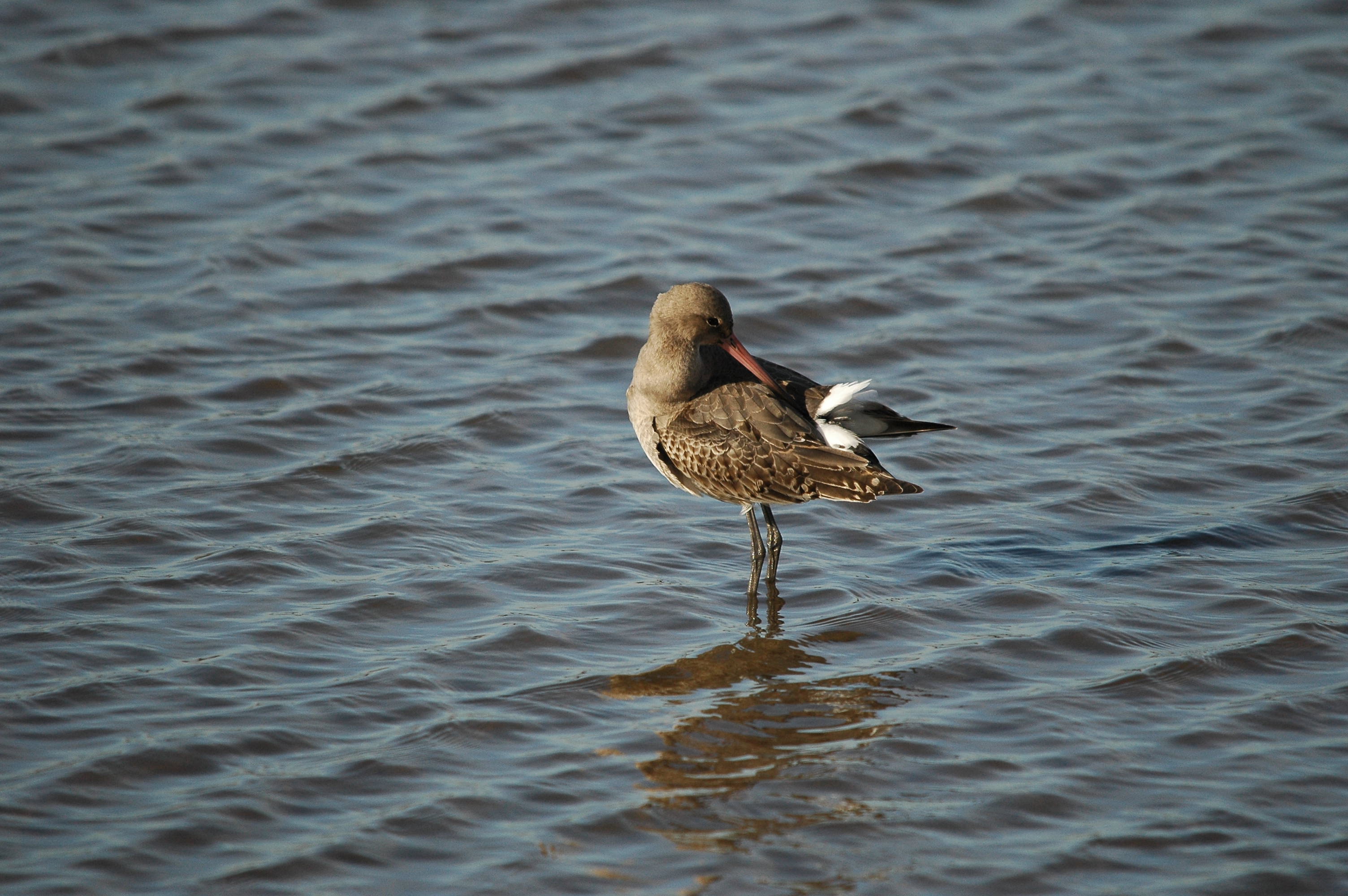 photos/wildlife/Bird_Species/063-Waders/1540-Black-Tailed_Godwit/DSC_3779.JPG