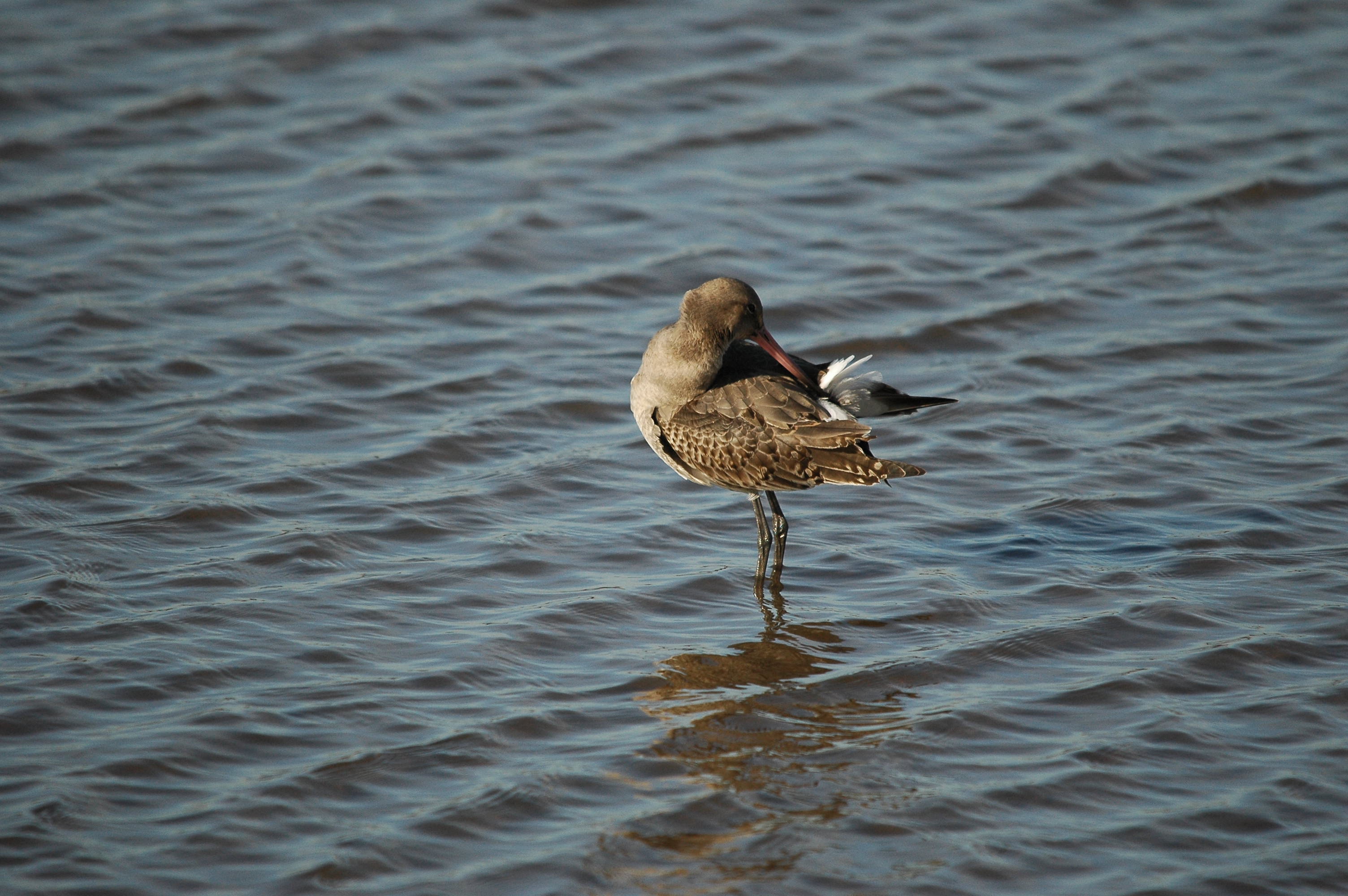 photos/wildlife/Bird_Species/063-Waders/1540-Black-Tailed_Godwit/DSC_3780.JPG