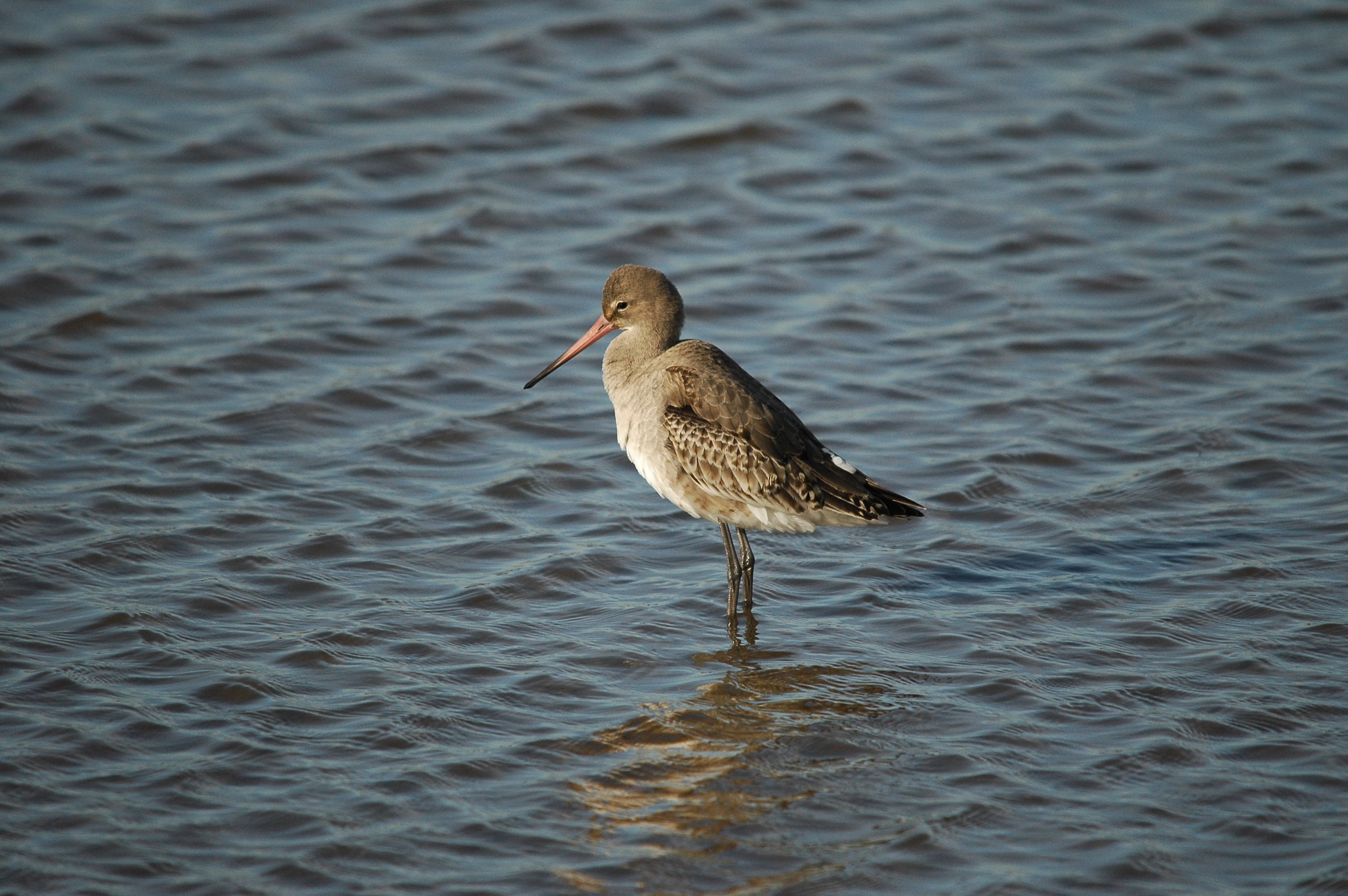 photos/wildlife/Bird_Species/063-Waders/1540-Black-Tailed_Godwit/DSC_3781.JPG