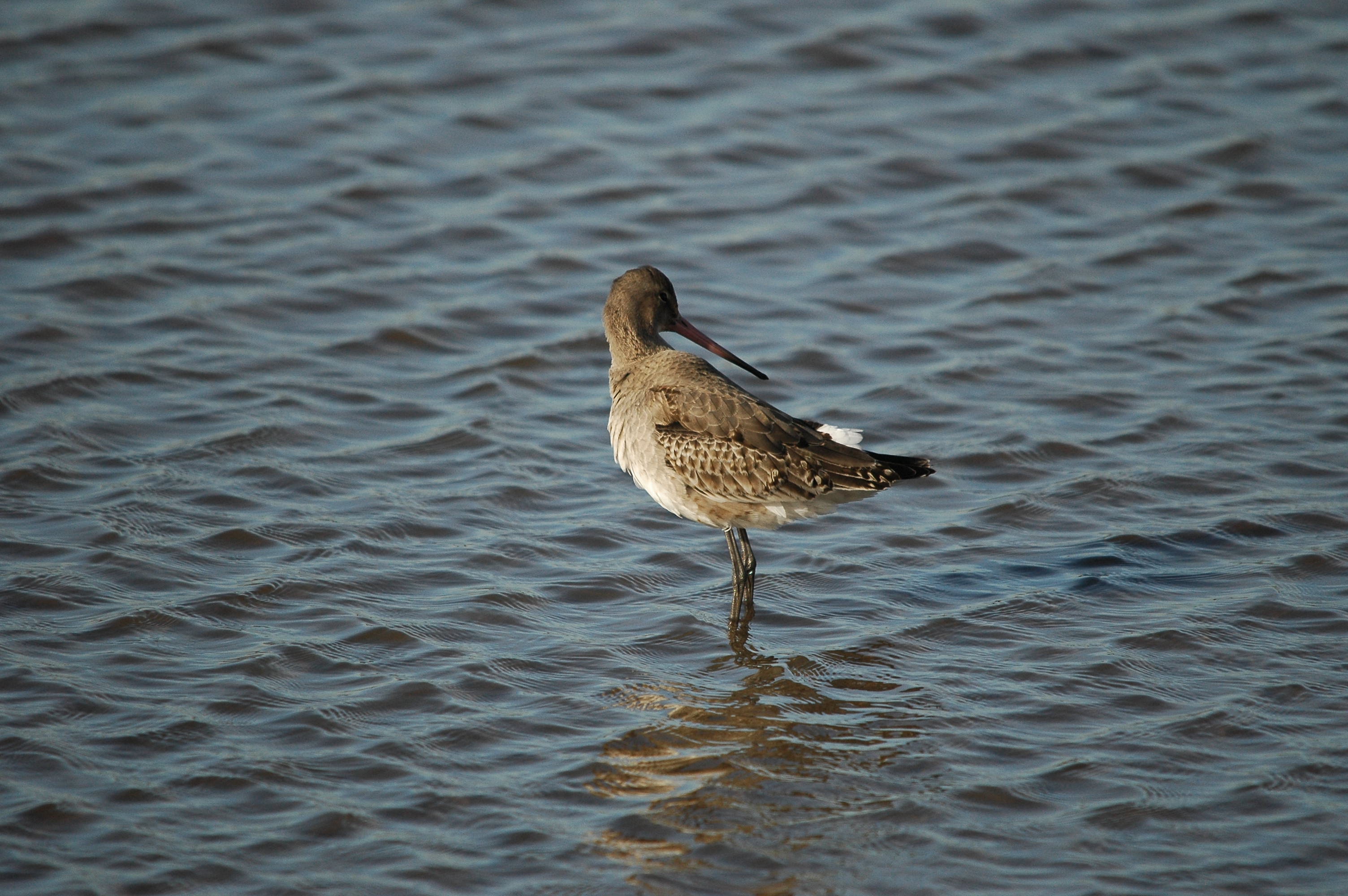 photos/wildlife/Bird_Species/063-Waders/1540-Black-Tailed_Godwit/DSC_3782.JPG