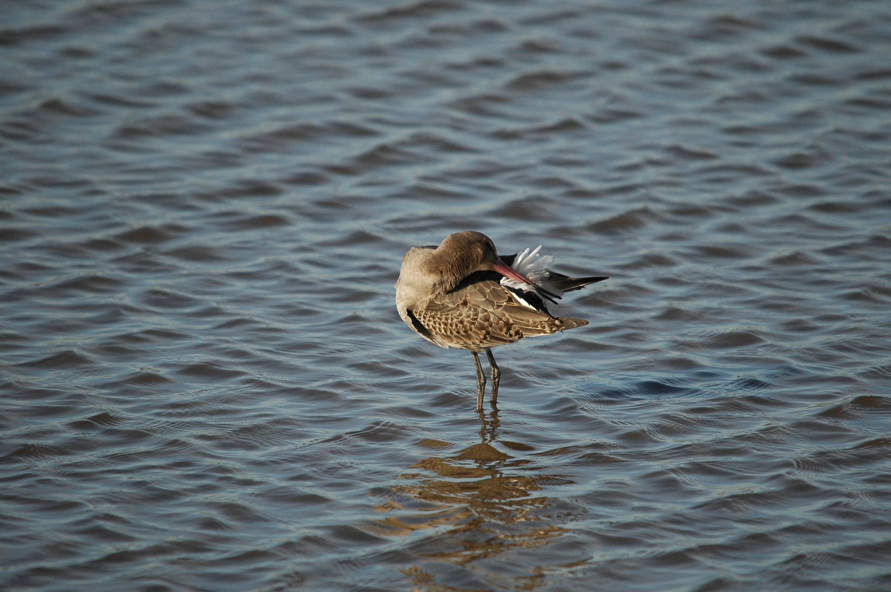 photos/wildlife/Bird_Species/063-Waders/1540-Black-Tailed_Godwit/DSC_3783.JPG