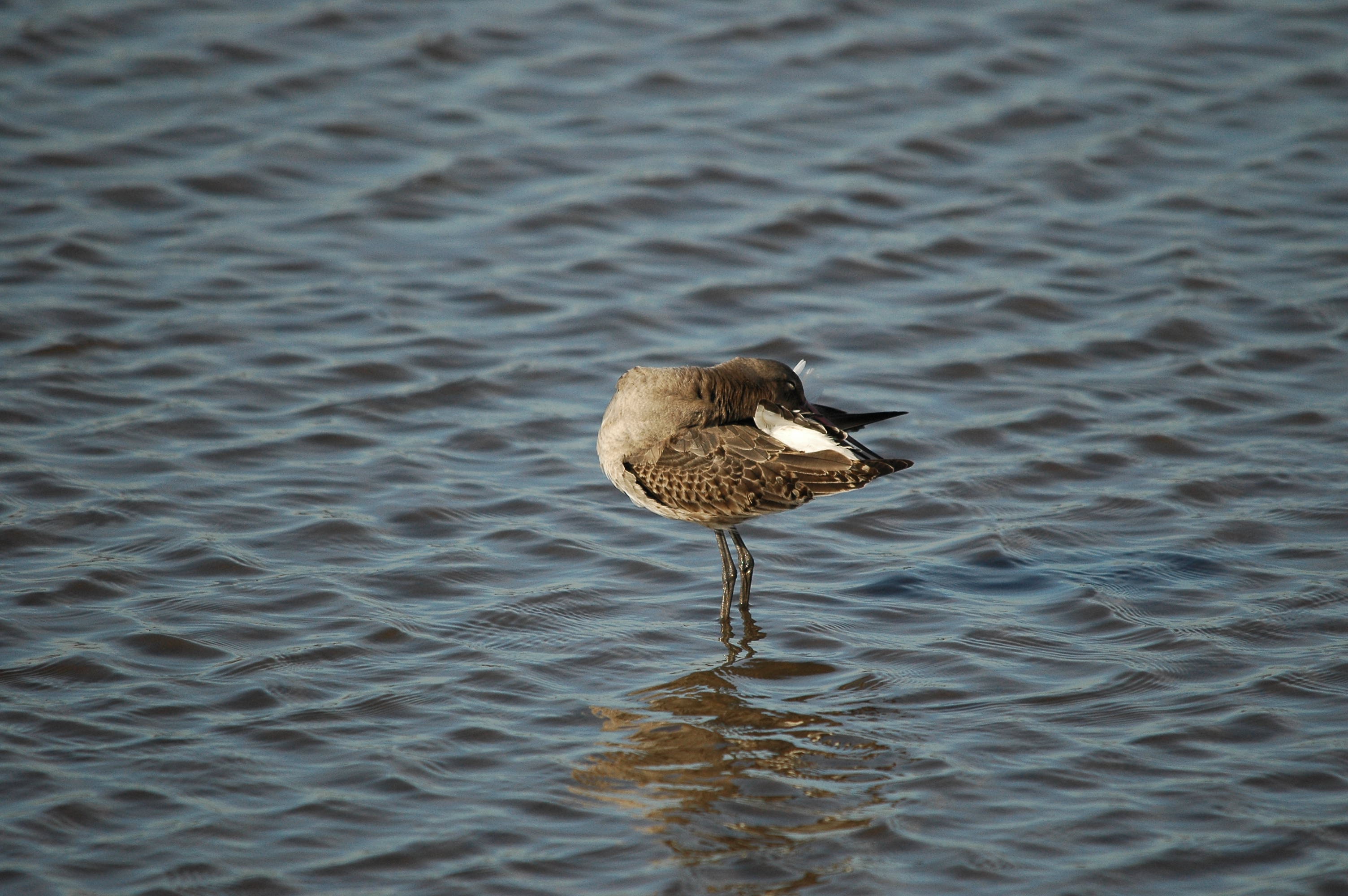 photos/wildlife/Bird_Species/063-Waders/1540-Black-Tailed_Godwit/DSC_3784.JPG