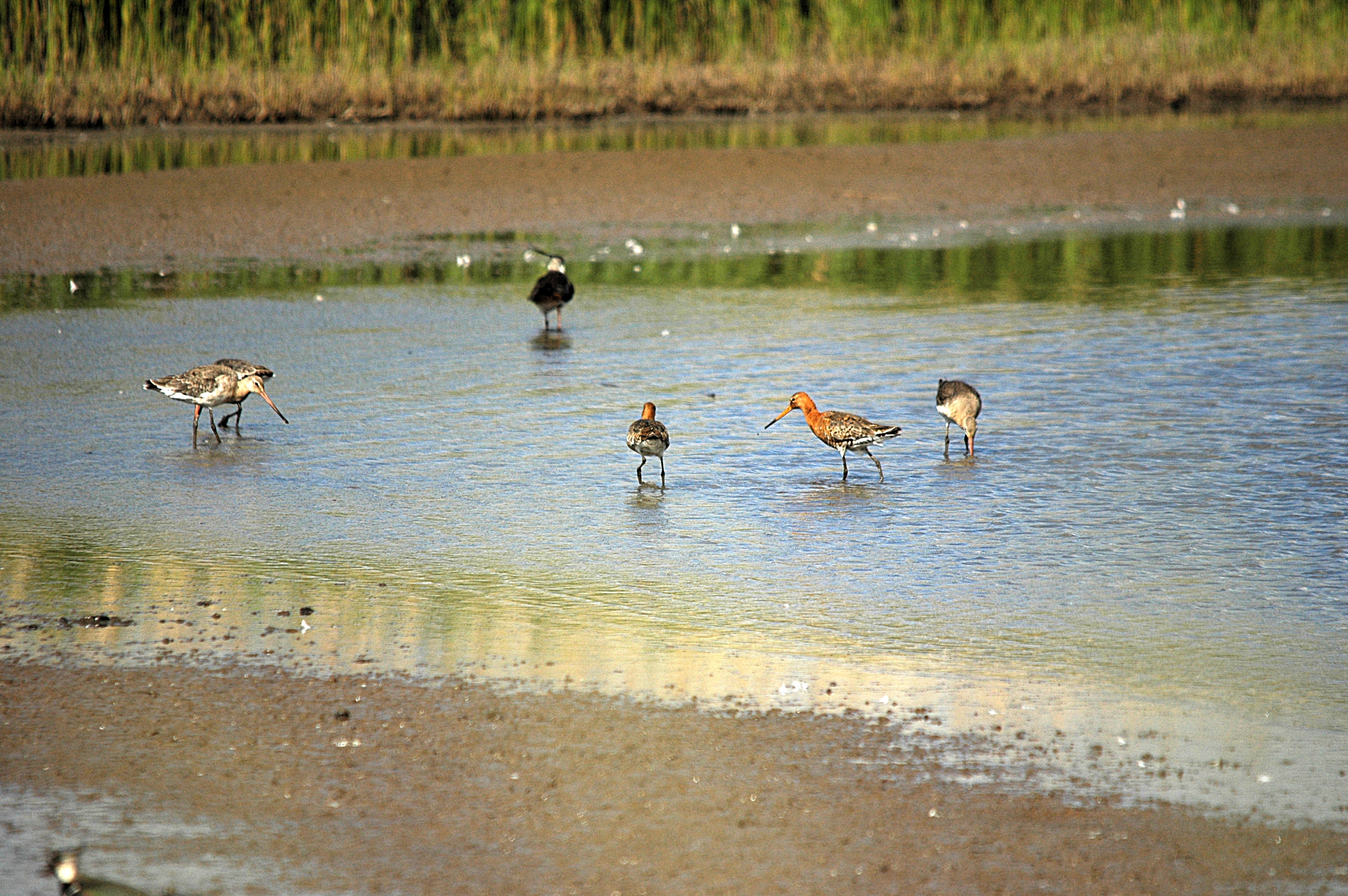 photos/wildlife/Bird_Species/063-Waders/1540-Black-Tailed_Godwit/DSC_6068.JPG