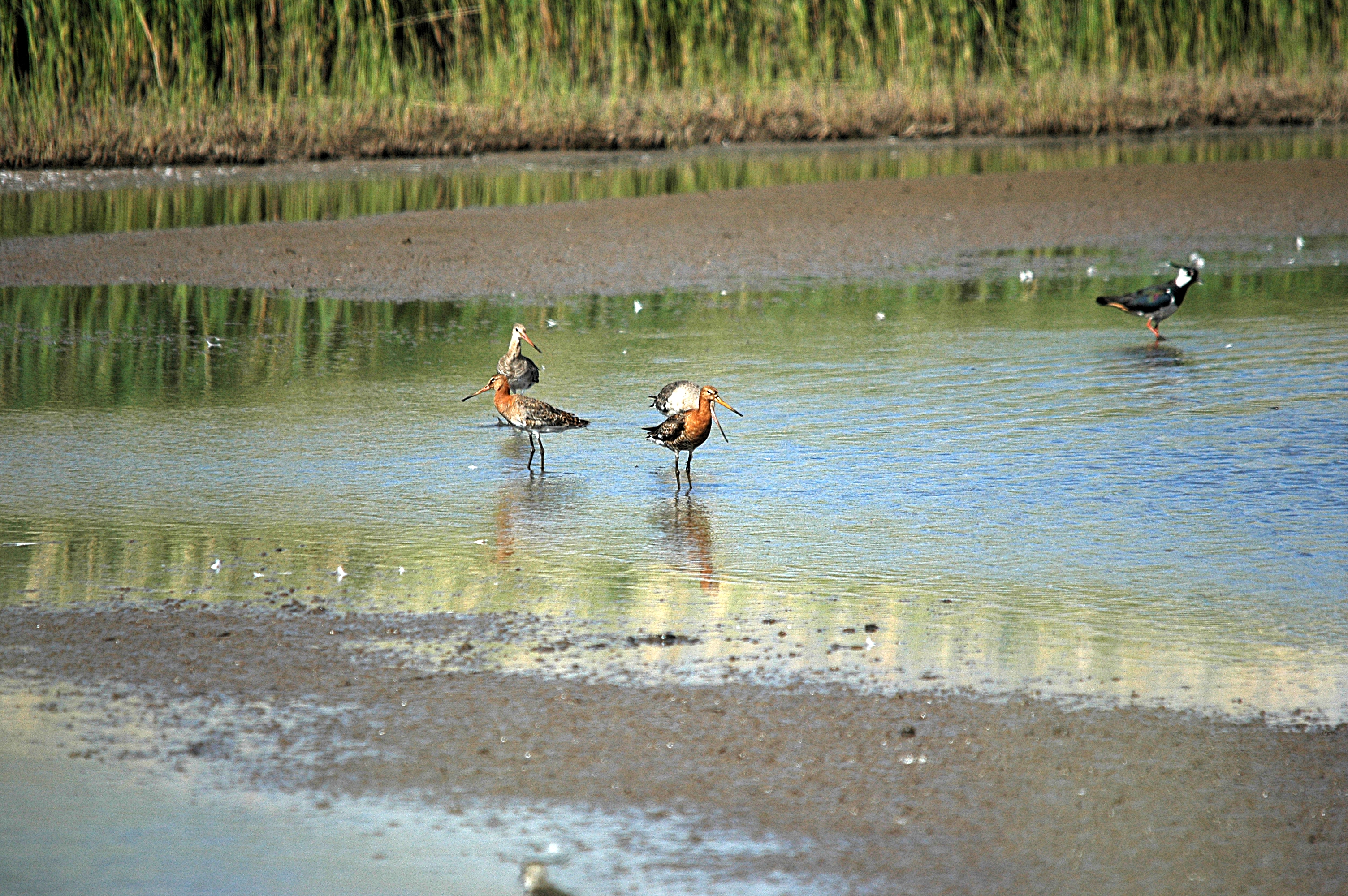 photos/wildlife/Bird_Species/063-Waders/1540-Black-Tailed_Godwit/DSC_6069.JPG