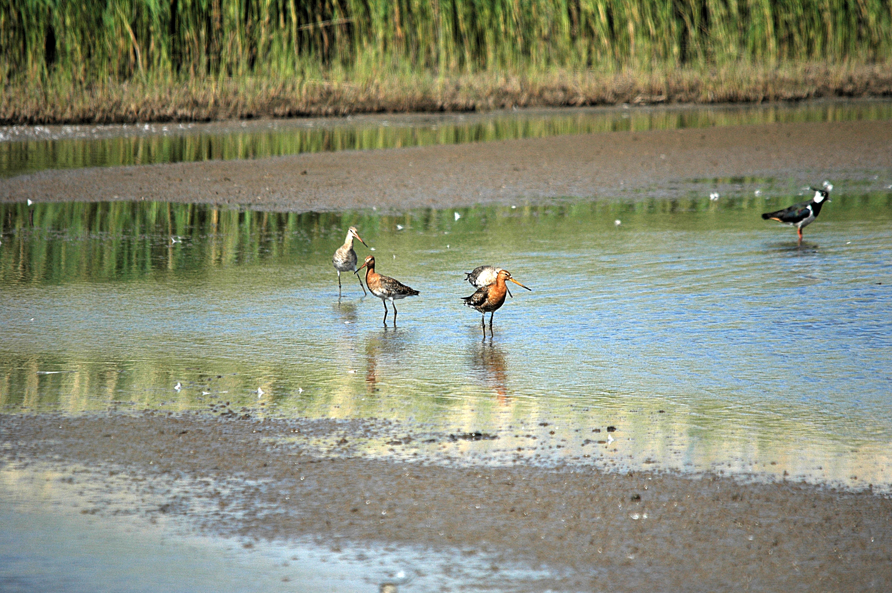 photos/wildlife/Bird_Species/063-Waders/1540-Black-Tailed_Godwit/DSC_6070.JPG