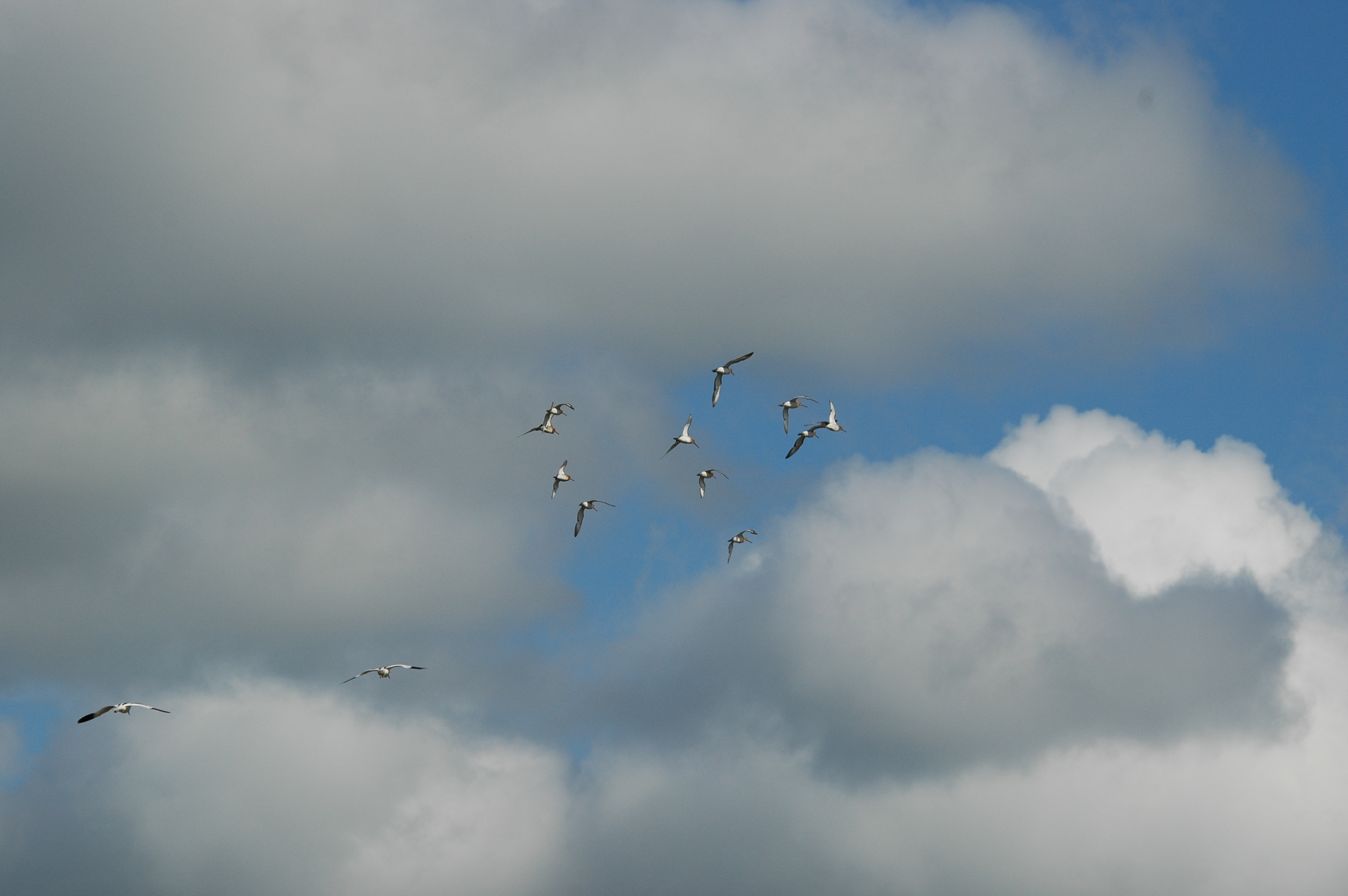 photos/wildlife/Bird_Species/063-Waders/1540-Black-Tailed_Godwit/DSC_6078.JPG
