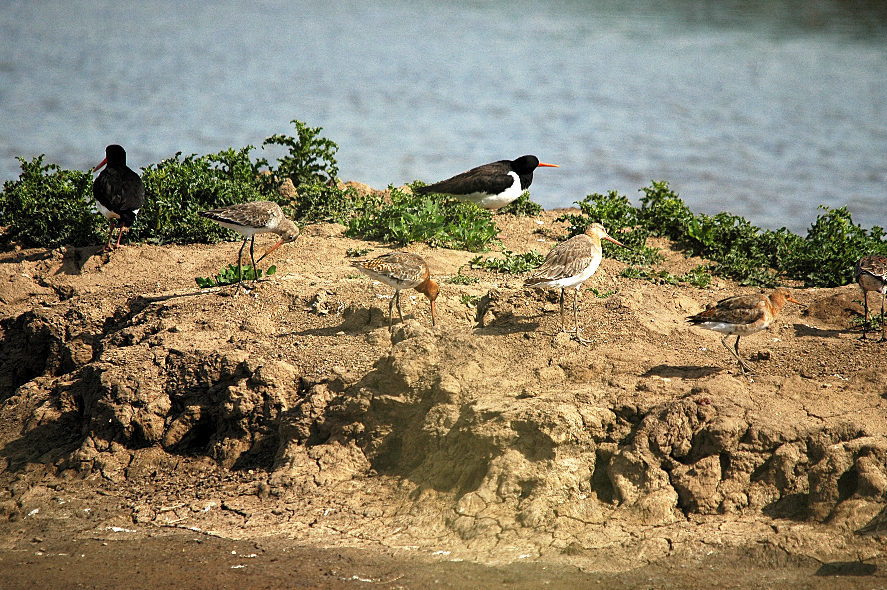 photos/wildlife/Bird_Species/063-Waders/1540-Black-Tailed_Godwit/DSC_6084.JPG