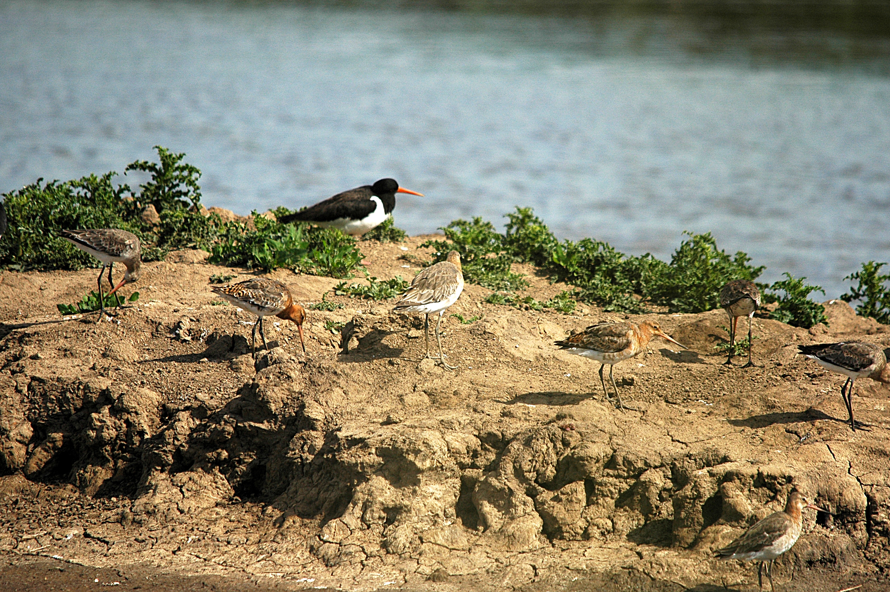 photos/wildlife/Bird_Species/063-Waders/1540-Black-Tailed_Godwit/DSC_6085.JPG