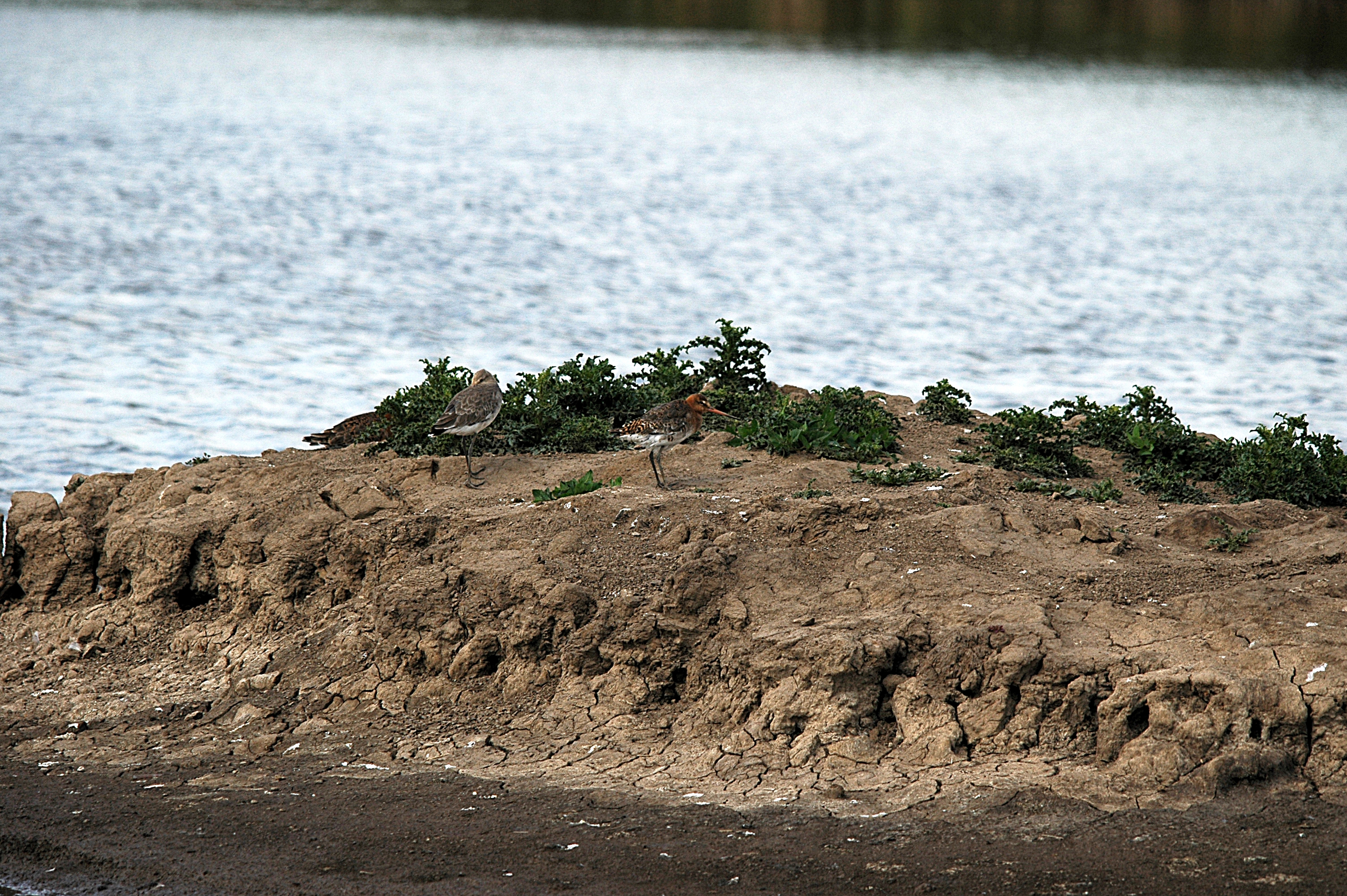 photos/wildlife/Bird_Species/063-Waders/1540-Black-Tailed_Godwit/DSC_6156.JPG