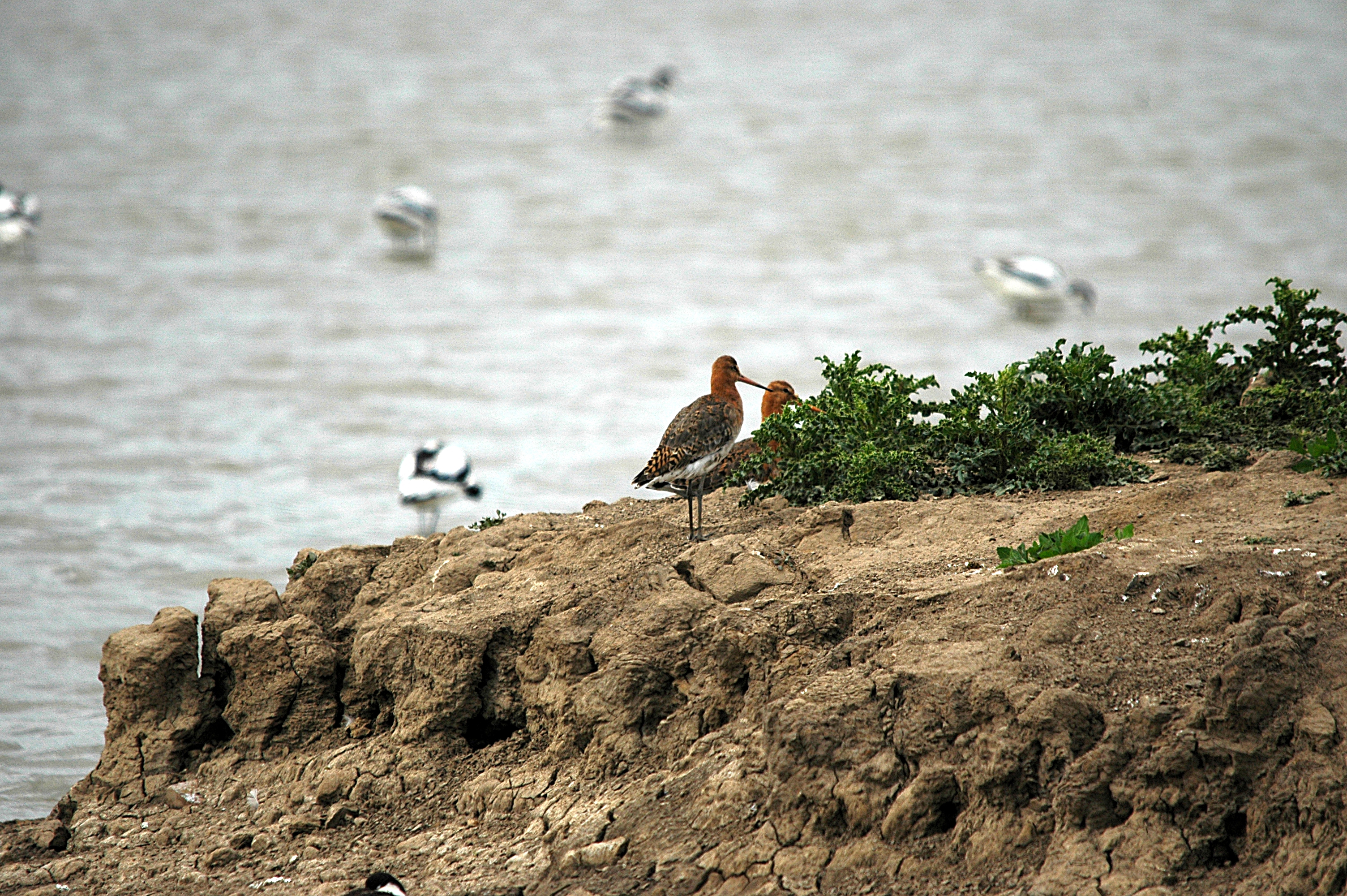 photos/wildlife/Bird_Species/063-Waders/1540-Black-Tailed_Godwit/DSC_6165.JPG