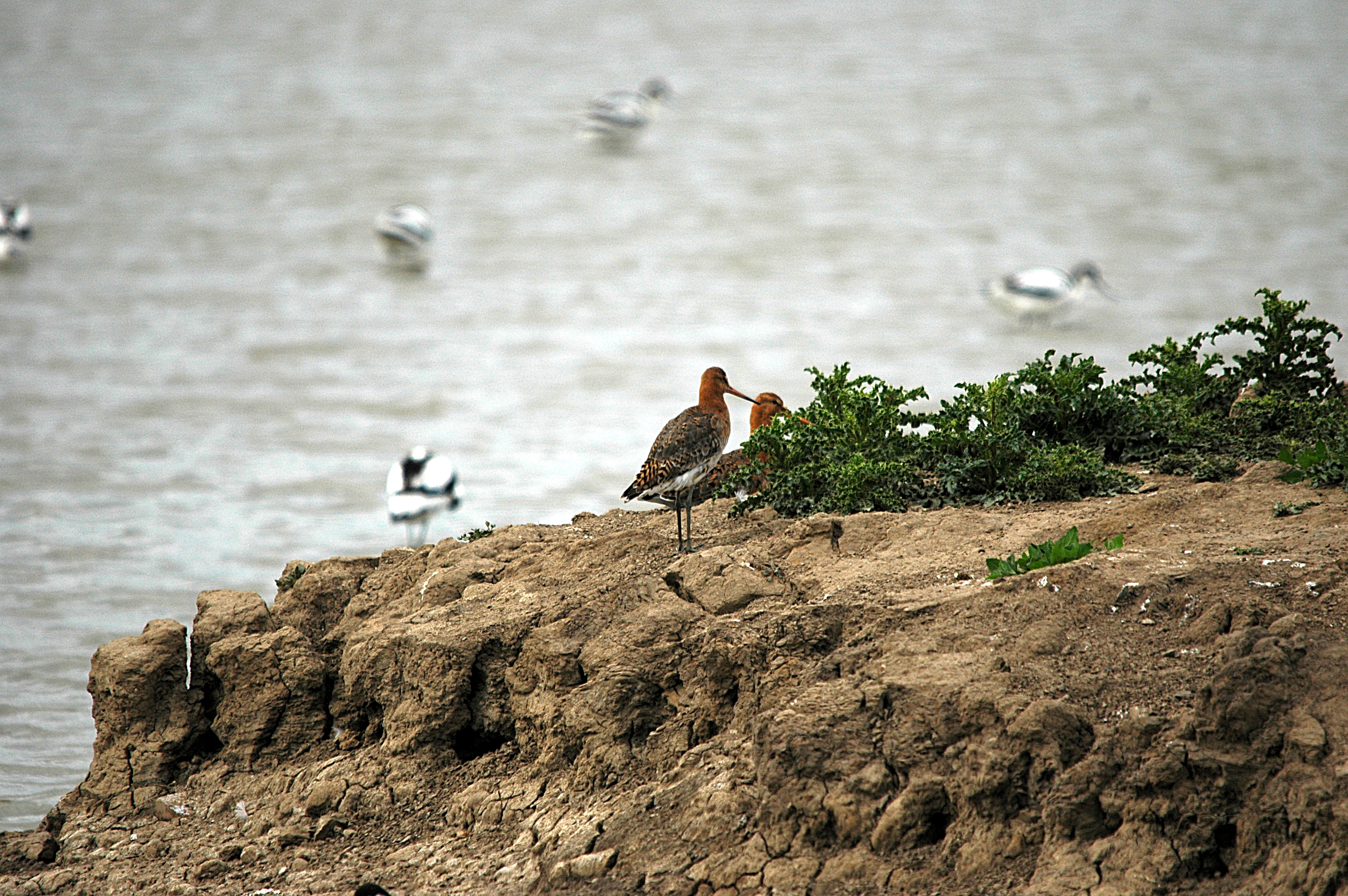 photos/wildlife/Bird_Species/063-Waders/1540-Black-Tailed_Godwit/DSC_6166.JPG