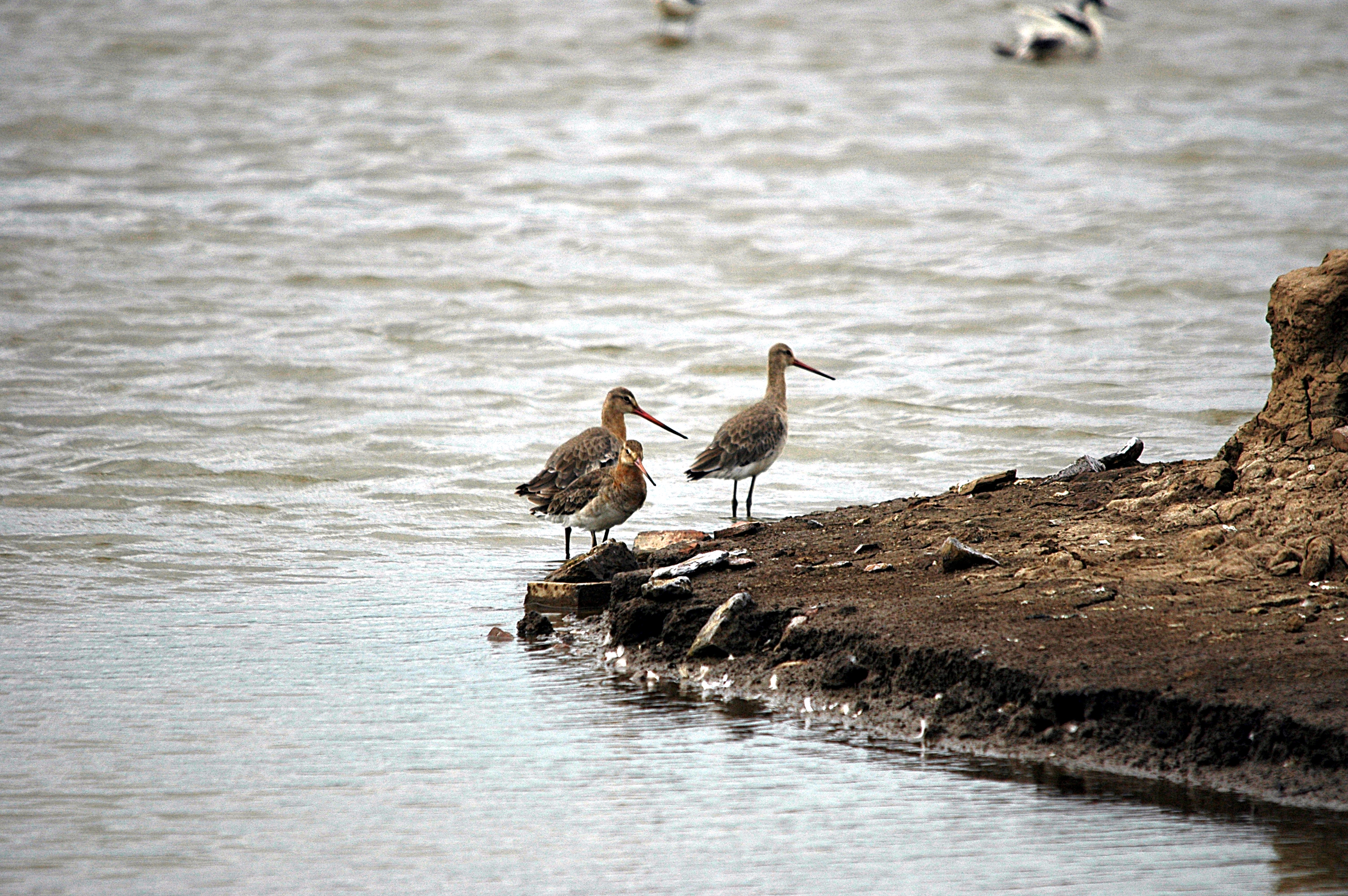 photos/wildlife/Bird_Species/063-Waders/1540-Black-Tailed_Godwit/DSC_6167.JPG