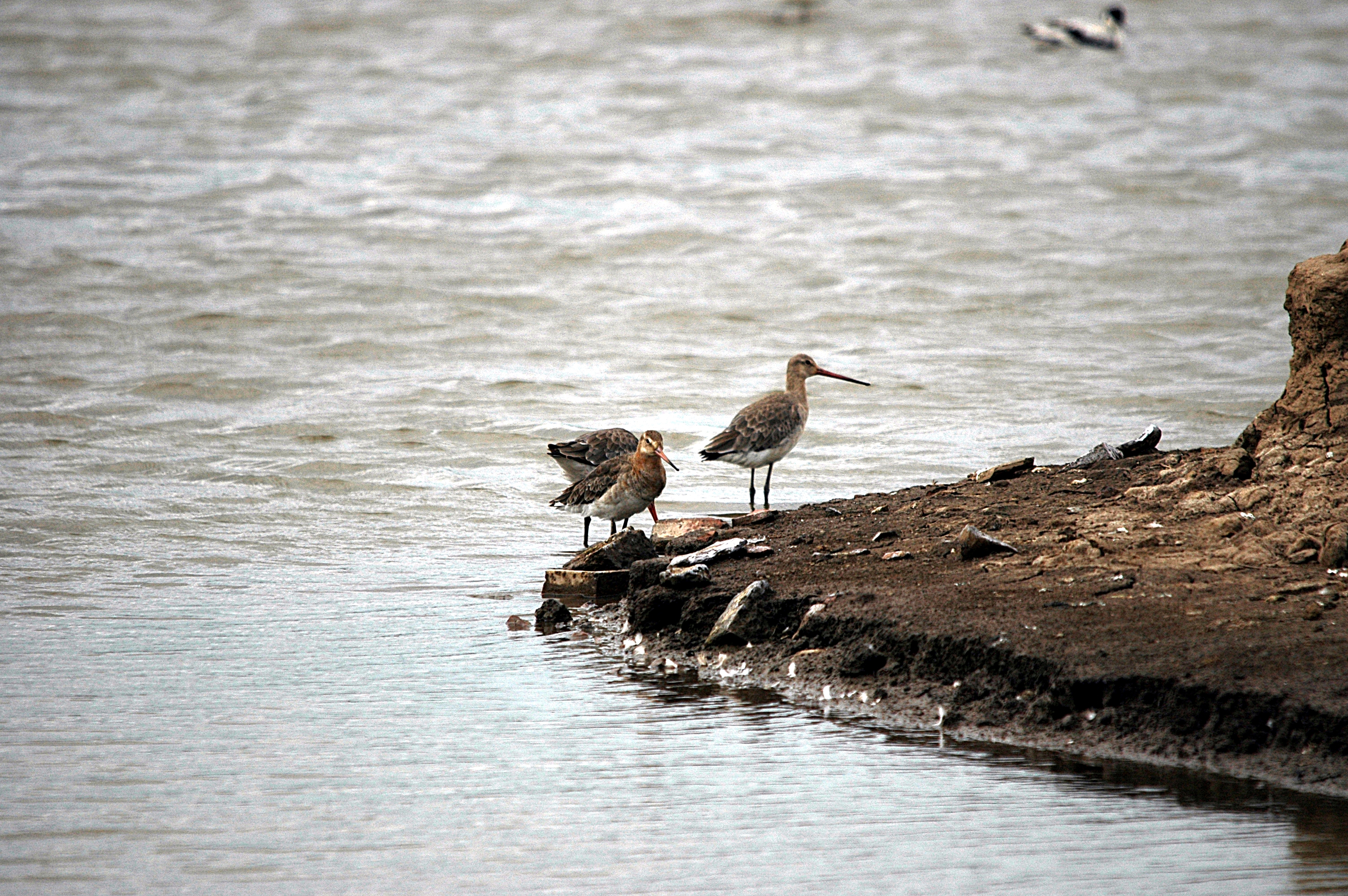 photos/wildlife/Bird_Species/063-Waders/1540-Black-Tailed_Godwit/DSC_6169.JPG