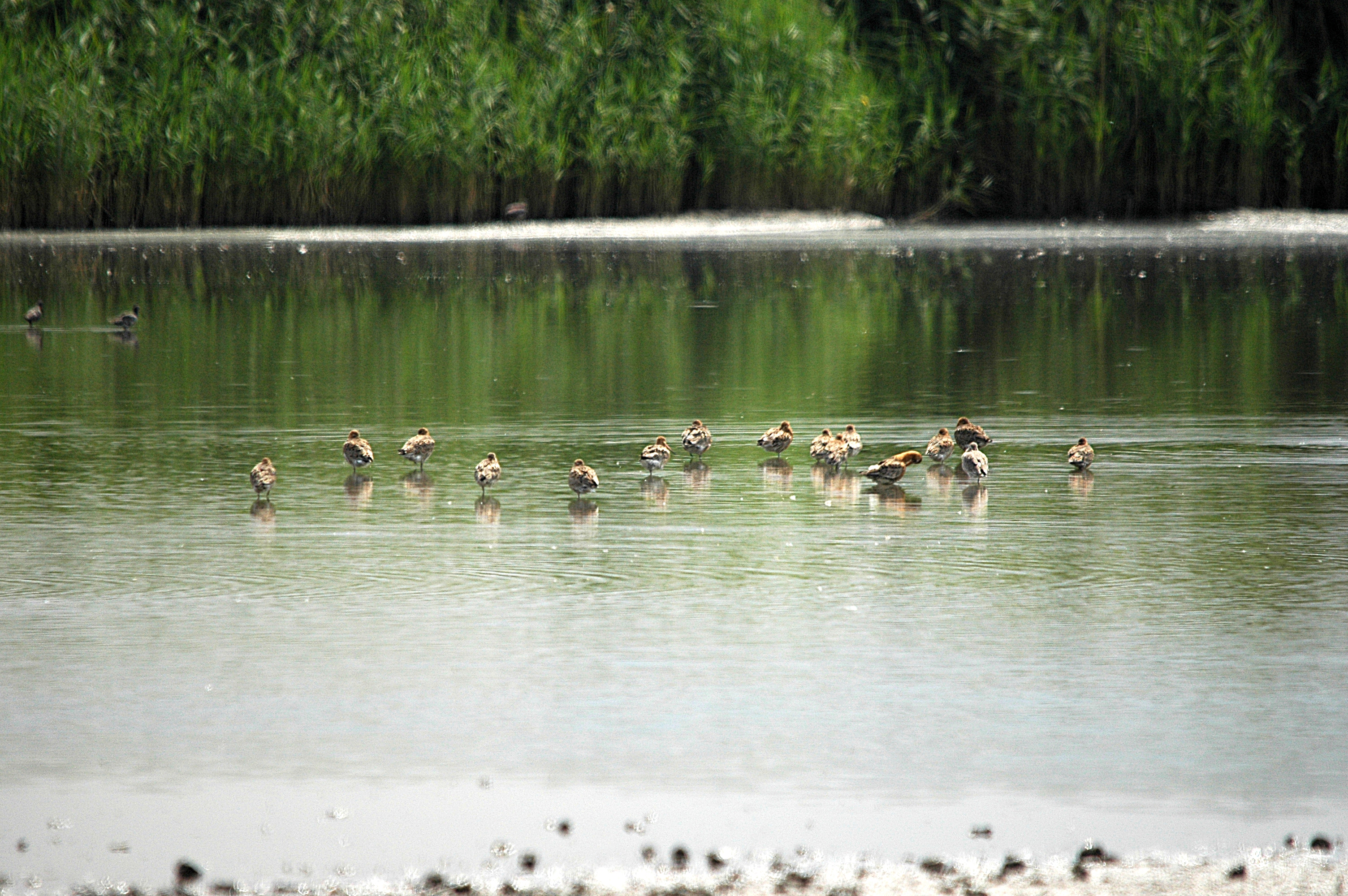 photos/wildlife/Bird_Species/063-Waders/1540-Black-Tailed_Godwit/DSC_6347.JPG