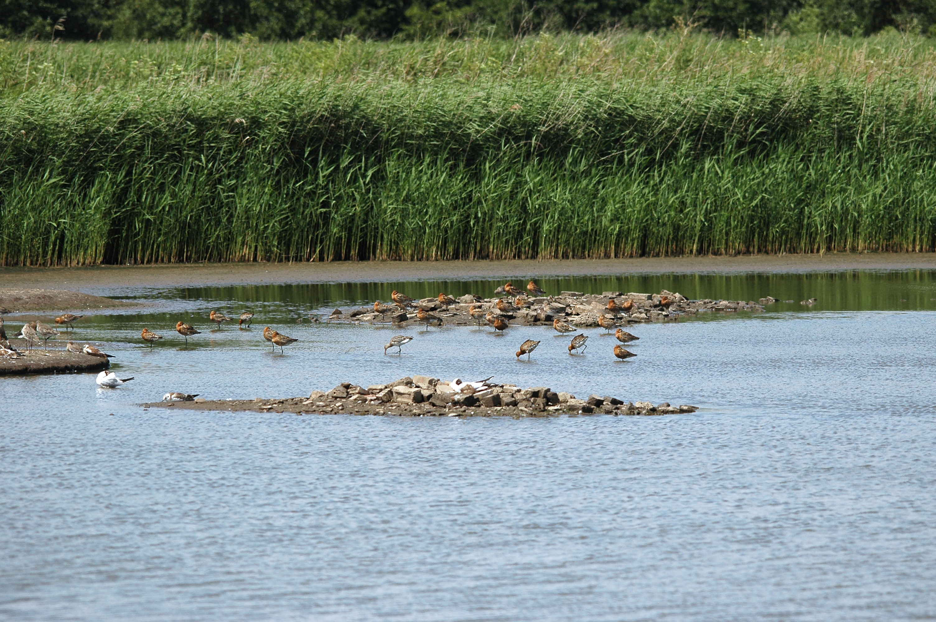 photos/wildlife/Bird_Species/063-Waders/1540-Black-Tailed_Godwit/DSC_6587.JPG