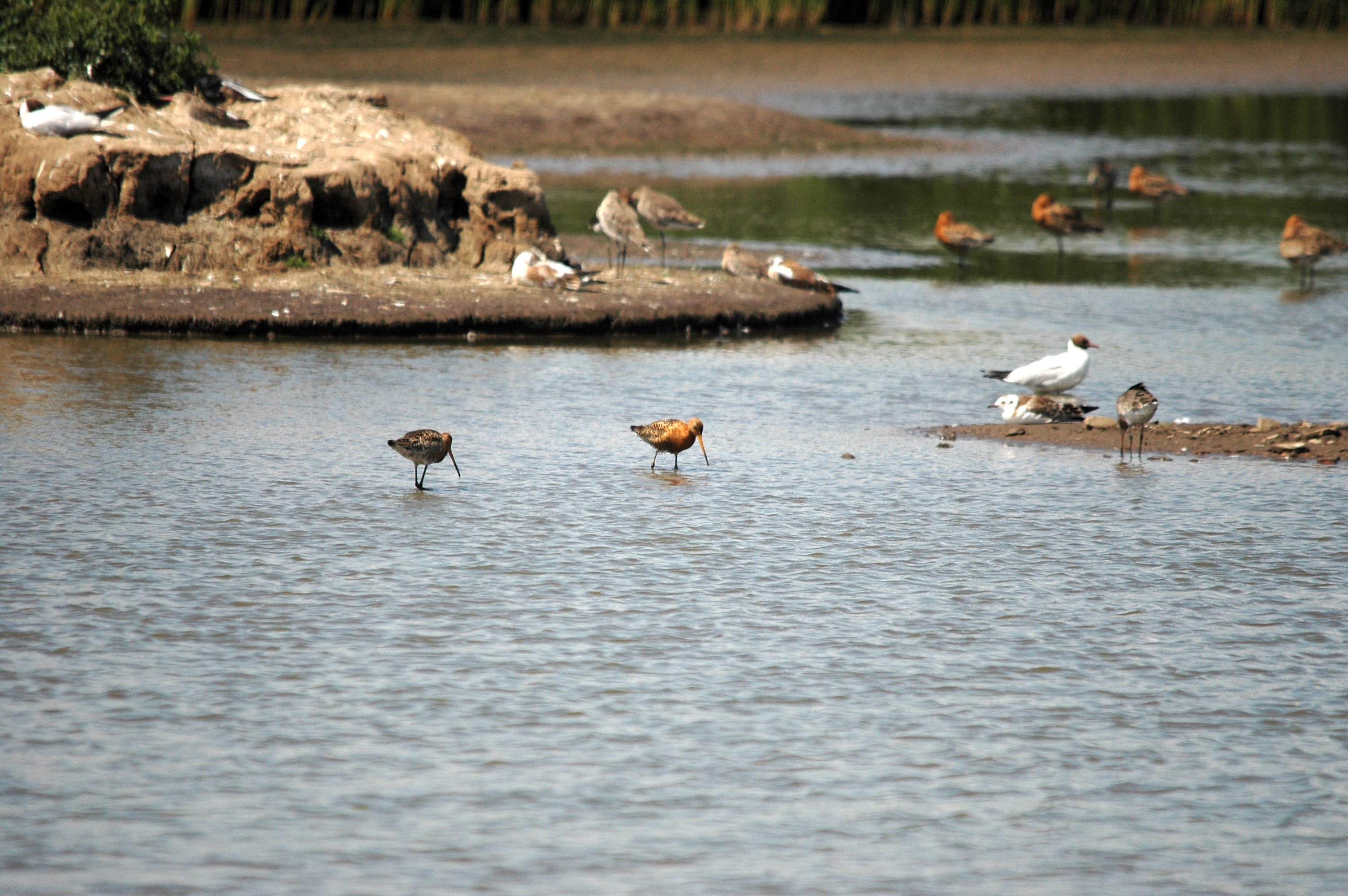 photos/wildlife/Bird_Species/063-Waders/1540-Black-Tailed_Godwit/DSC_6588.JPG