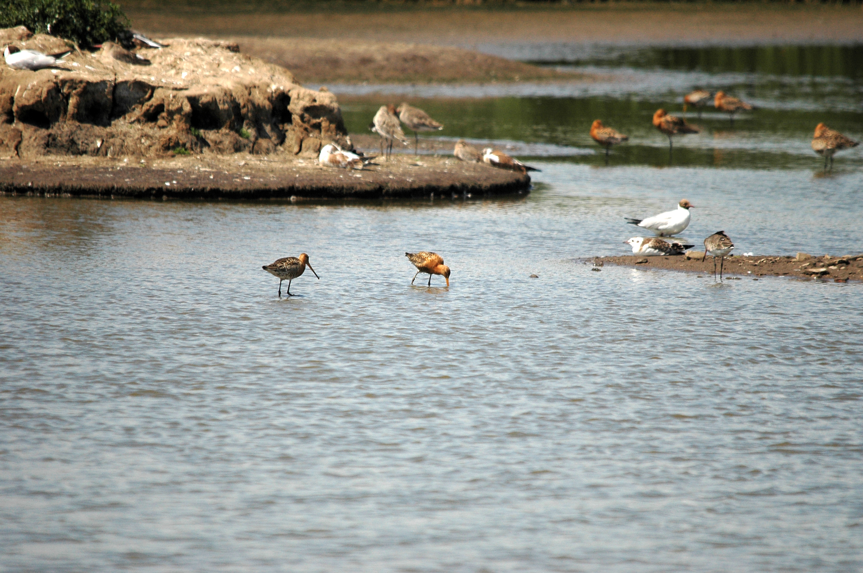 photos/wildlife/Bird_Species/063-Waders/1540-Black-Tailed_Godwit/DSC_6589.JPG