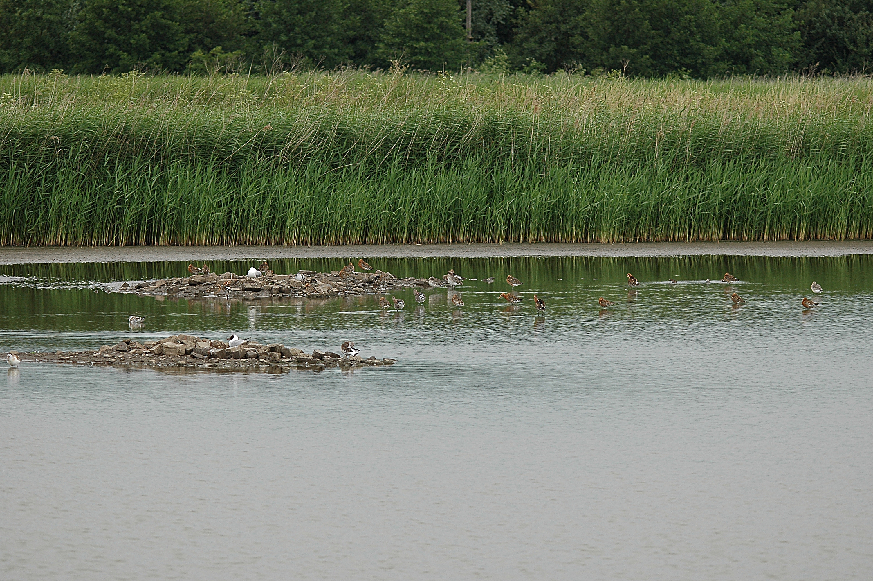 photos/wildlife/Bird_Species/063-Waders/1540-Black-Tailed_Godwit/DSC_6636.JPG