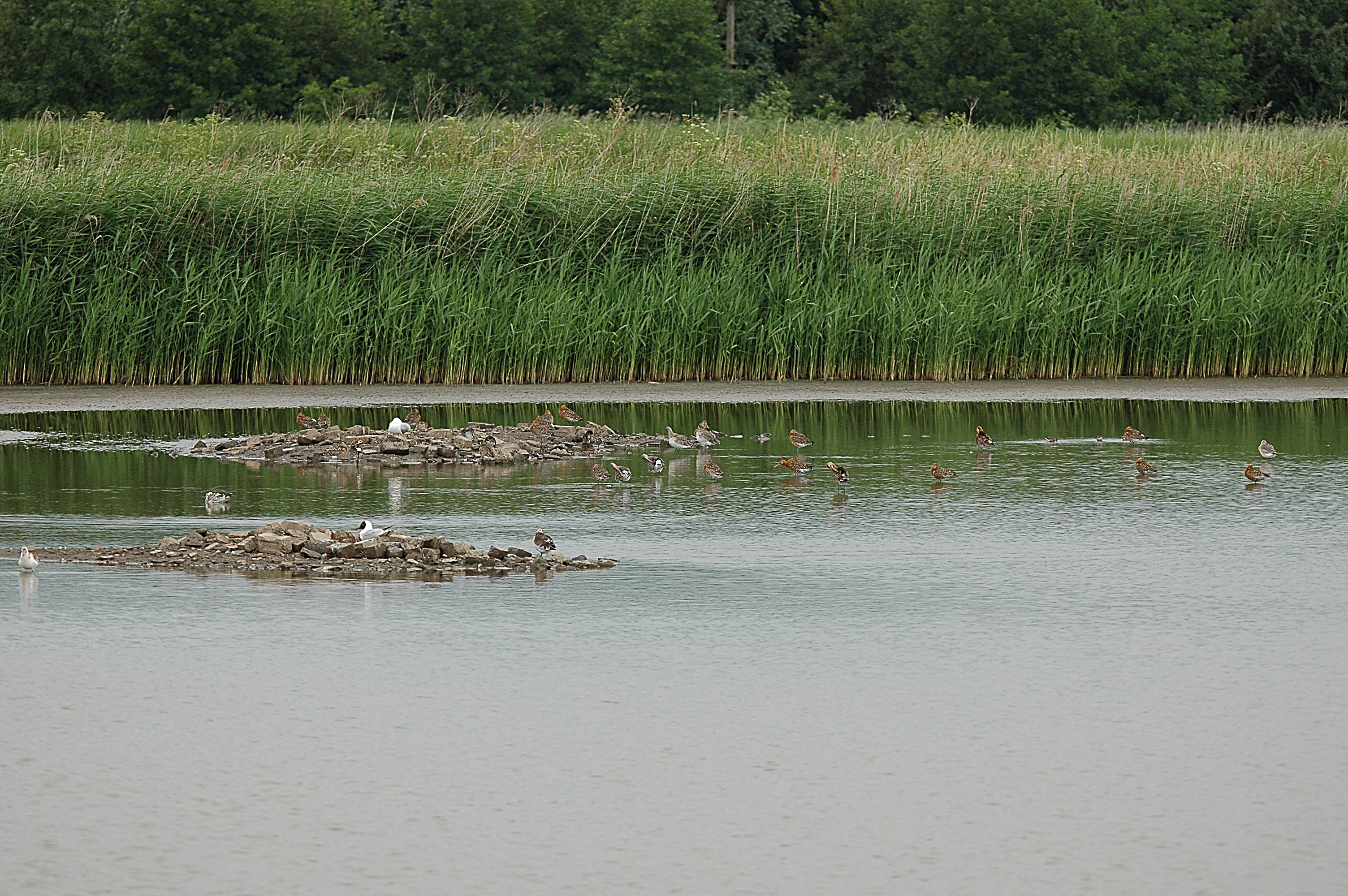 photos/wildlife/Bird_Species/063-Waders/1540-Black-Tailed_Godwit/DSC_6637.JPG