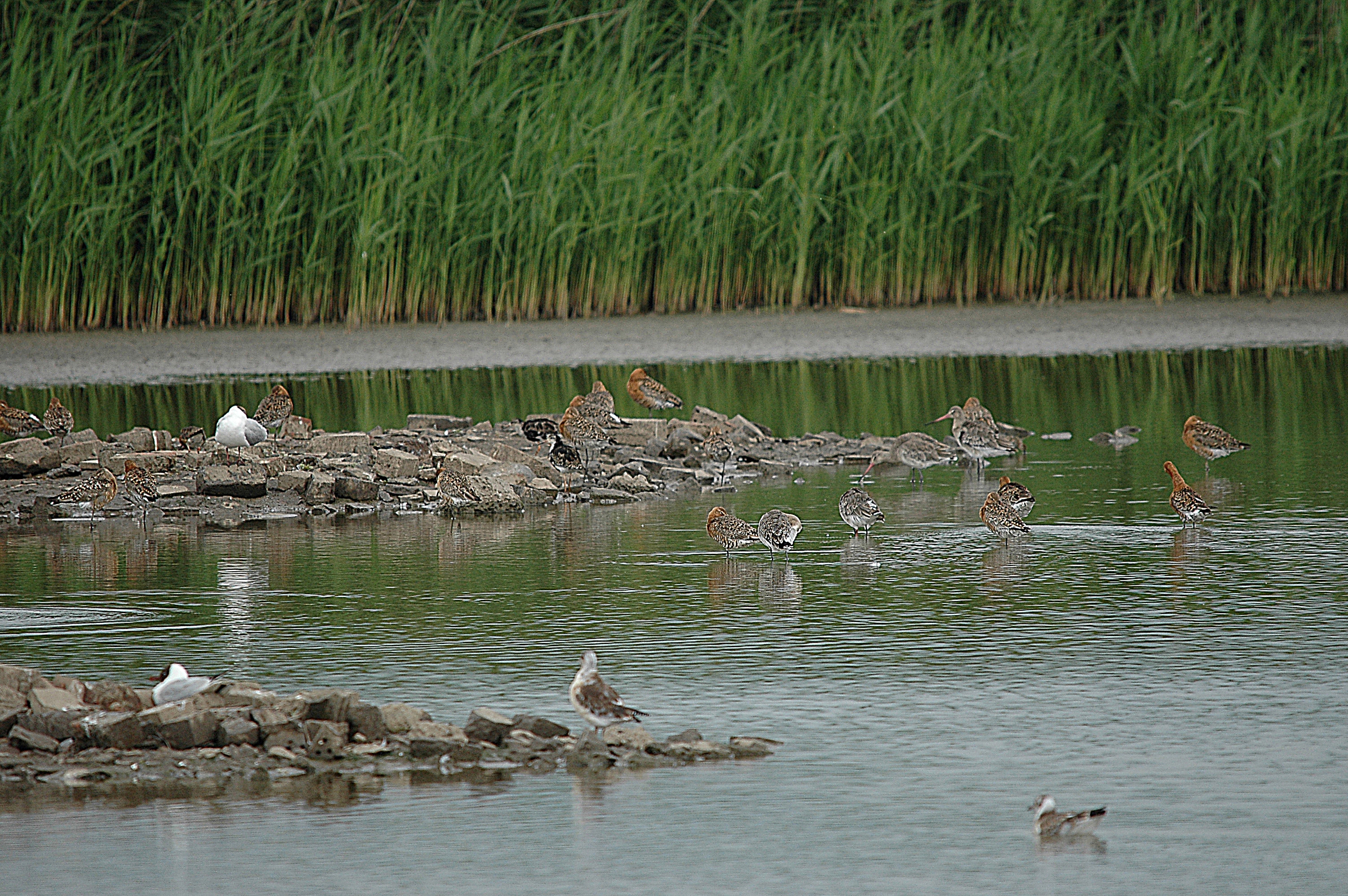 photos/wildlife/Bird_Species/063-Waders/1540-Black-Tailed_Godwit/DSC_6638.JPG