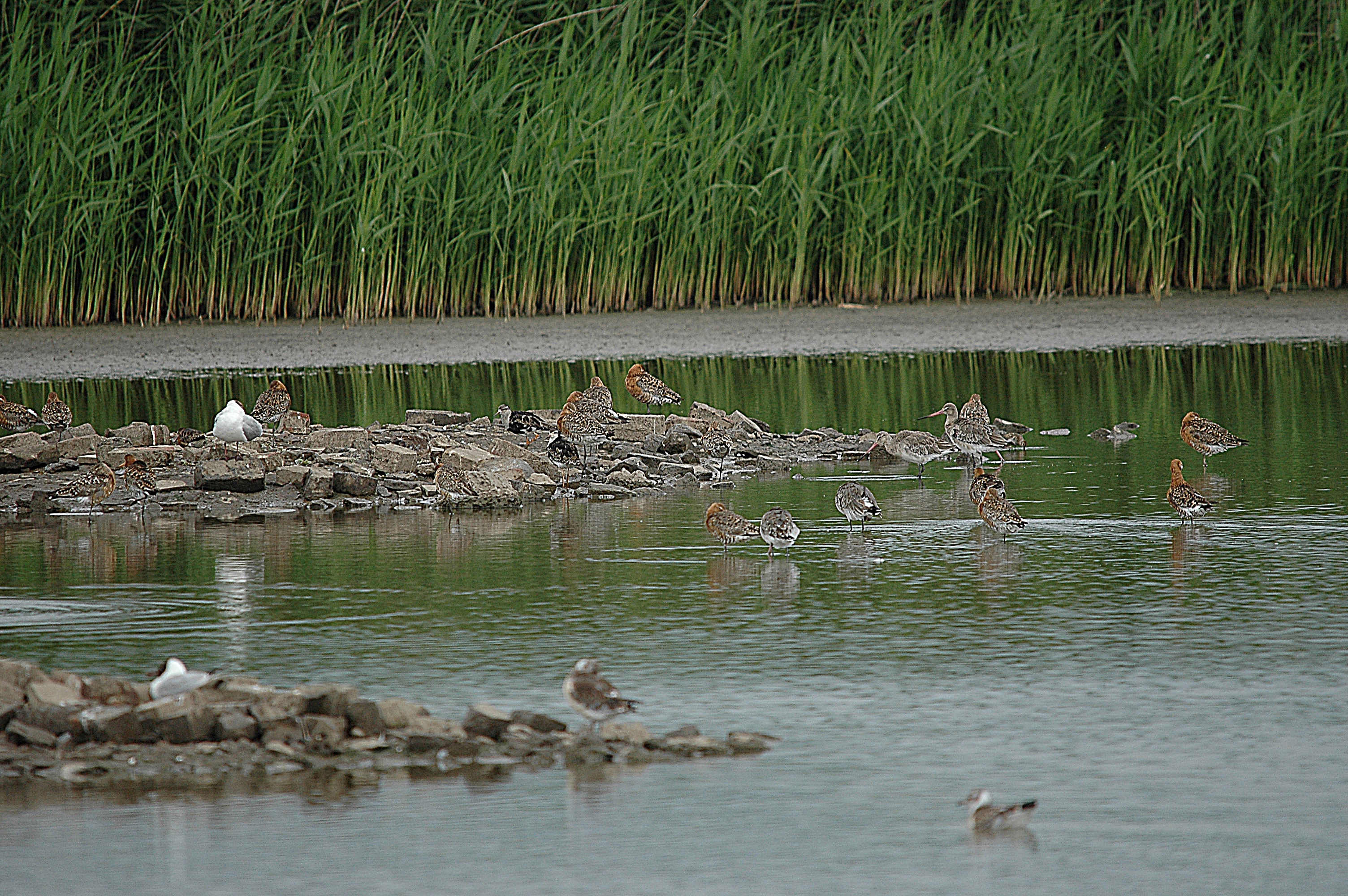 photos/wildlife/Bird_Species/063-Waders/1540-Black-Tailed_Godwit/DSC_6639.JPG