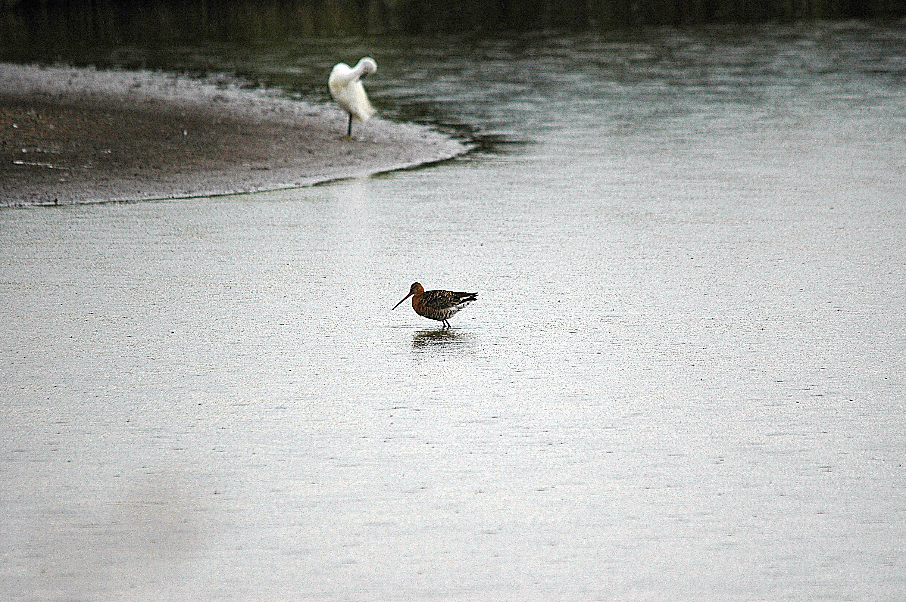 photos/wildlife/Bird_Species/063-Waders/1540-Black-Tailed_Godwit/DSC_6707.JPG