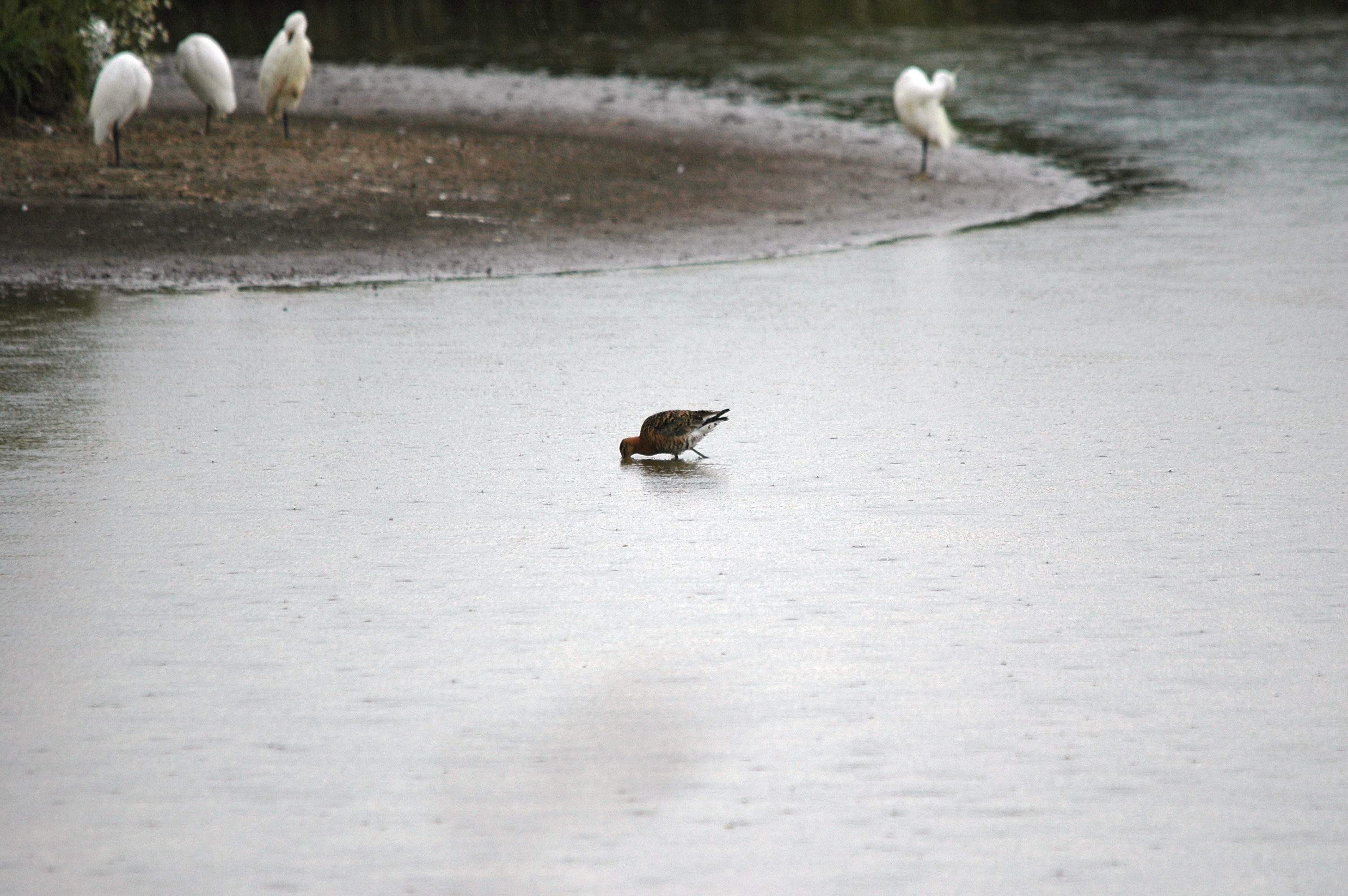 photos/wildlife/Bird_Species/063-Waders/1540-Black-Tailed_Godwit/DSC_6708.JPG