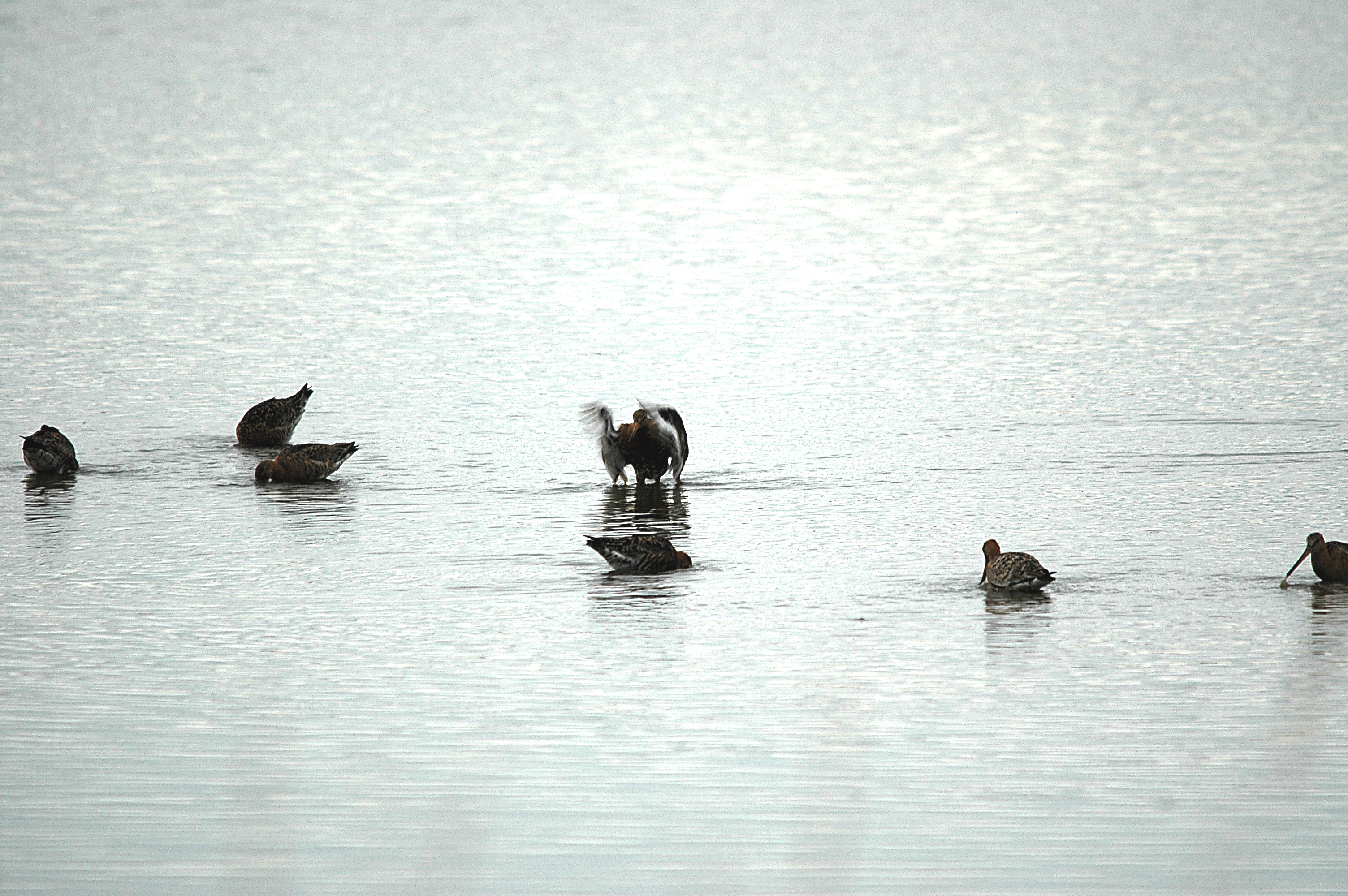 photos/wildlife/Bird_Species/063-Waders/1540-Black-Tailed_Godwit/DSC_6712.JPG