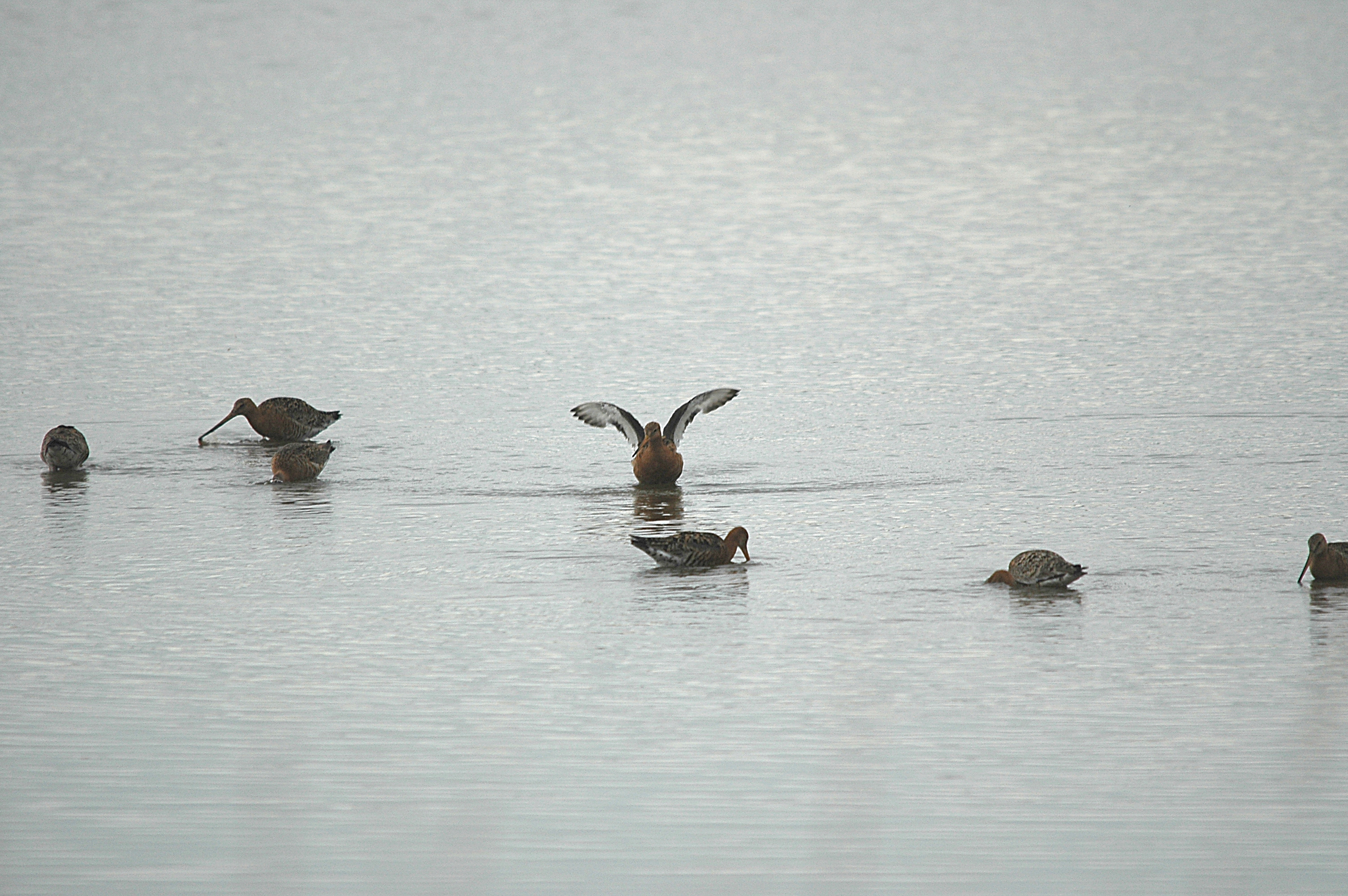 photos/wildlife/Bird_Species/063-Waders/1540-Black-Tailed_Godwit/DSC_6713.JPG