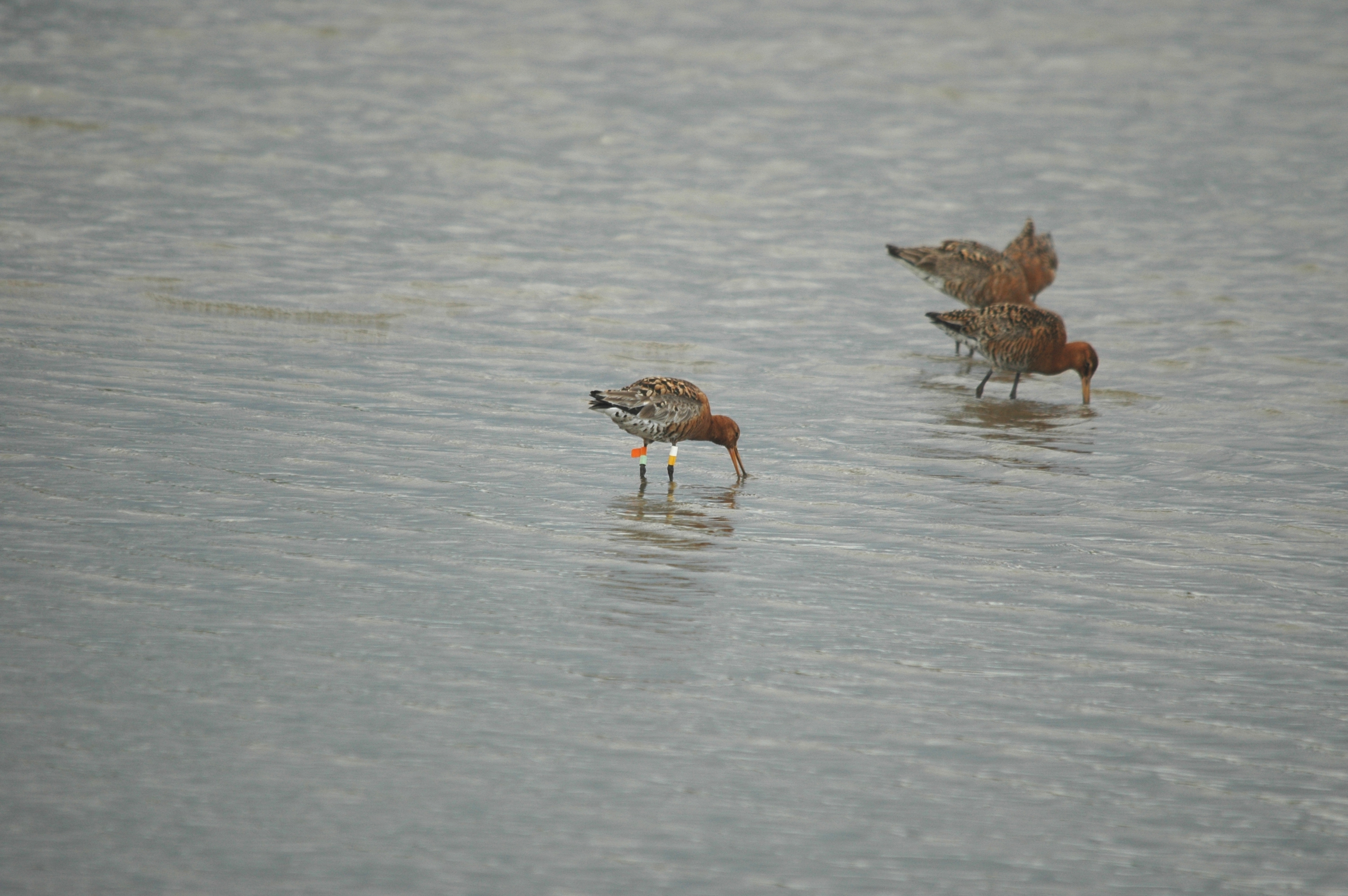 photos/wildlife/Bird_Species/063-Waders/1540-Black-Tailed_Godwit/DSC_6941.JPG