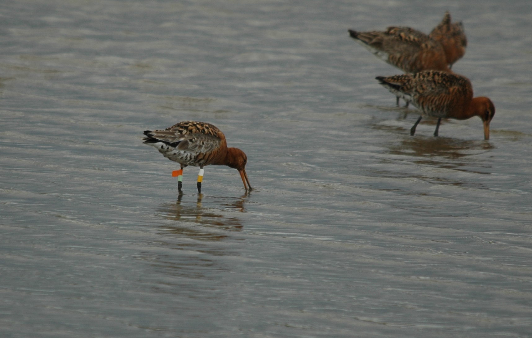 photos/wildlife/Bird_Species/063-Waders/1540-Black-Tailed_Godwit/DSC_6941_Colour_Ringed_Blackwit.jpg