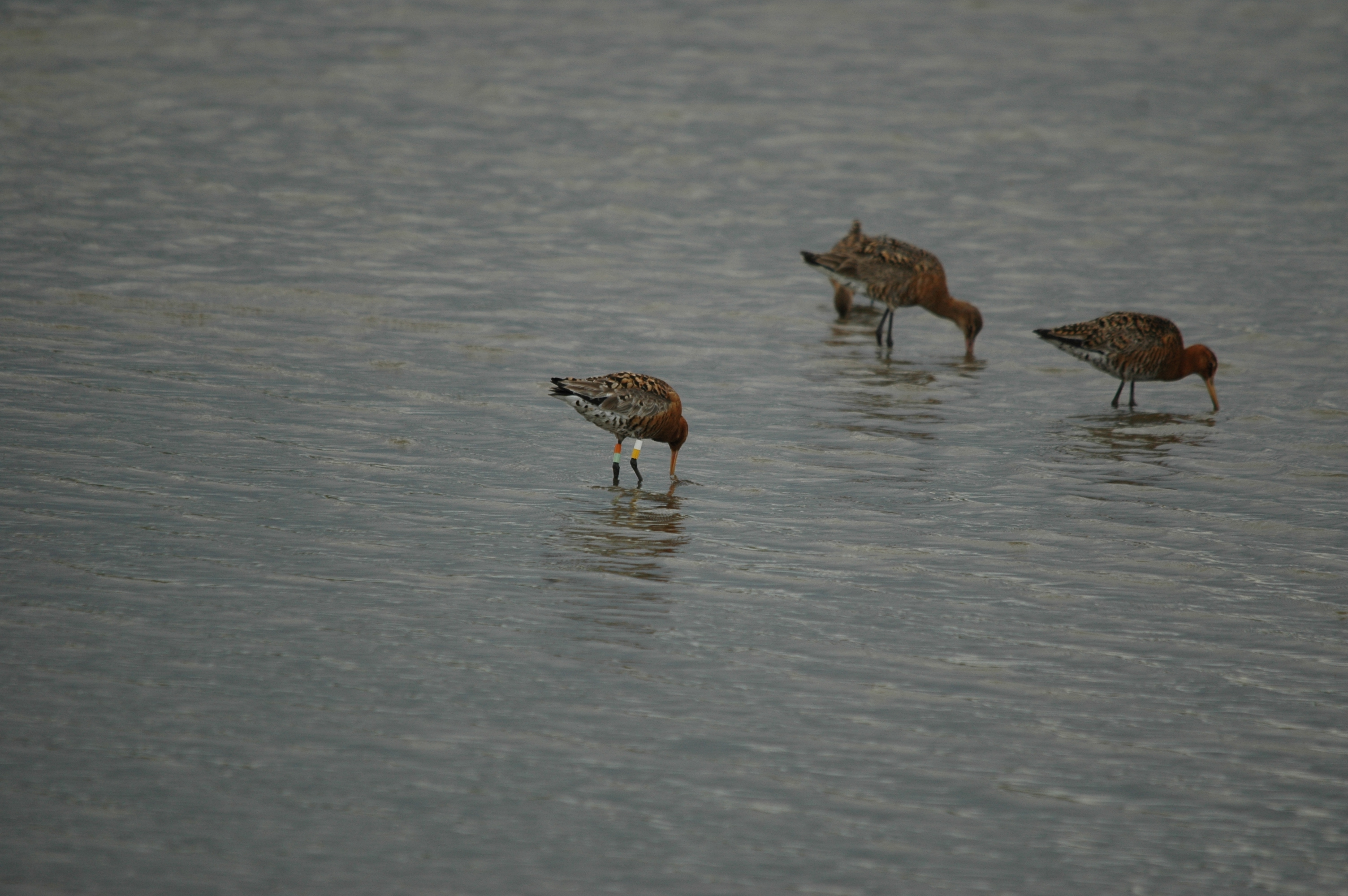 photos/wildlife/Bird_Species/063-Waders/1540-Black-Tailed_Godwit/DSC_6942.JPG