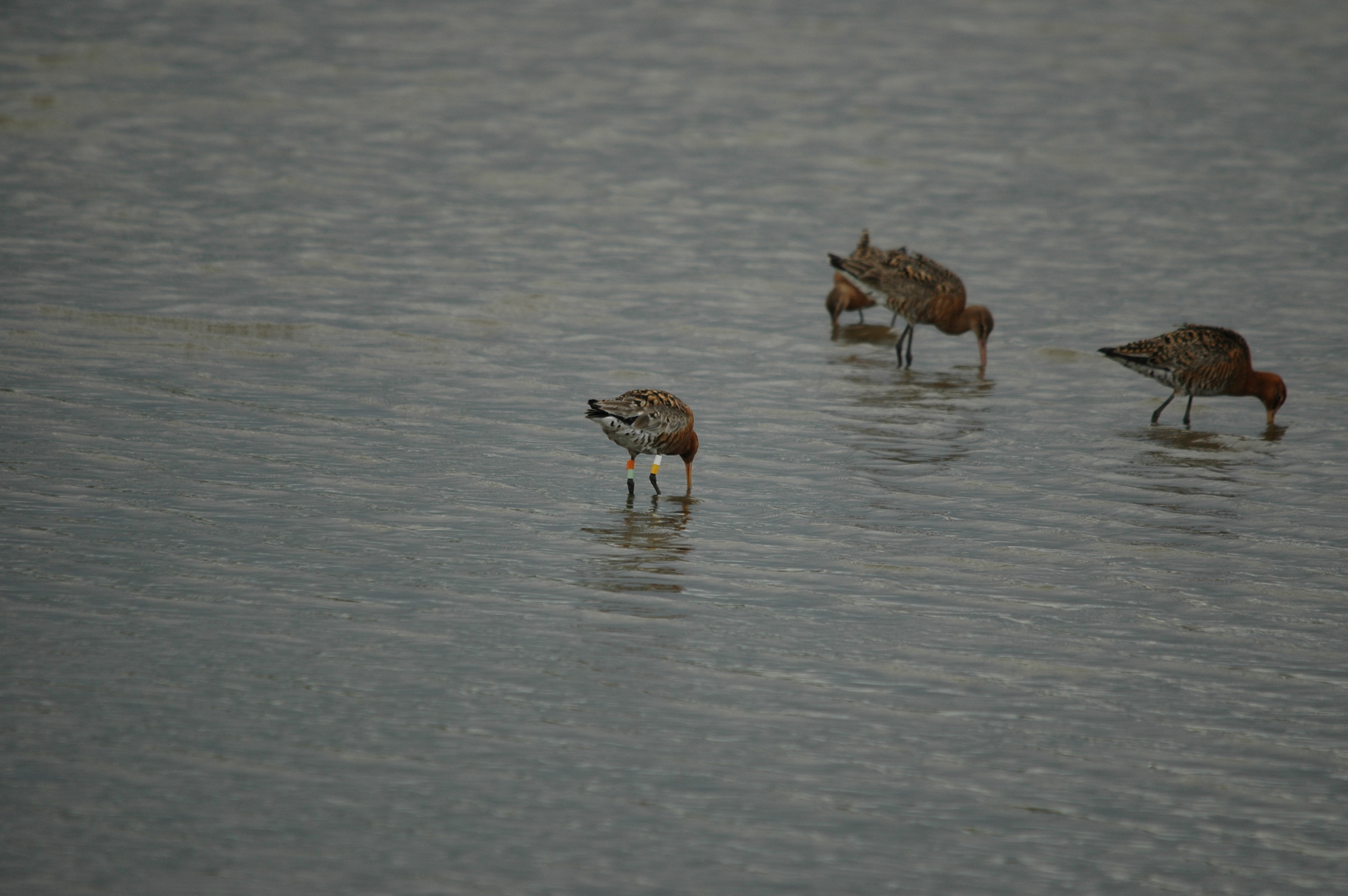 photos/wildlife/Bird_Species/063-Waders/1540-Black-Tailed_Godwit/DSC_6943.JPG