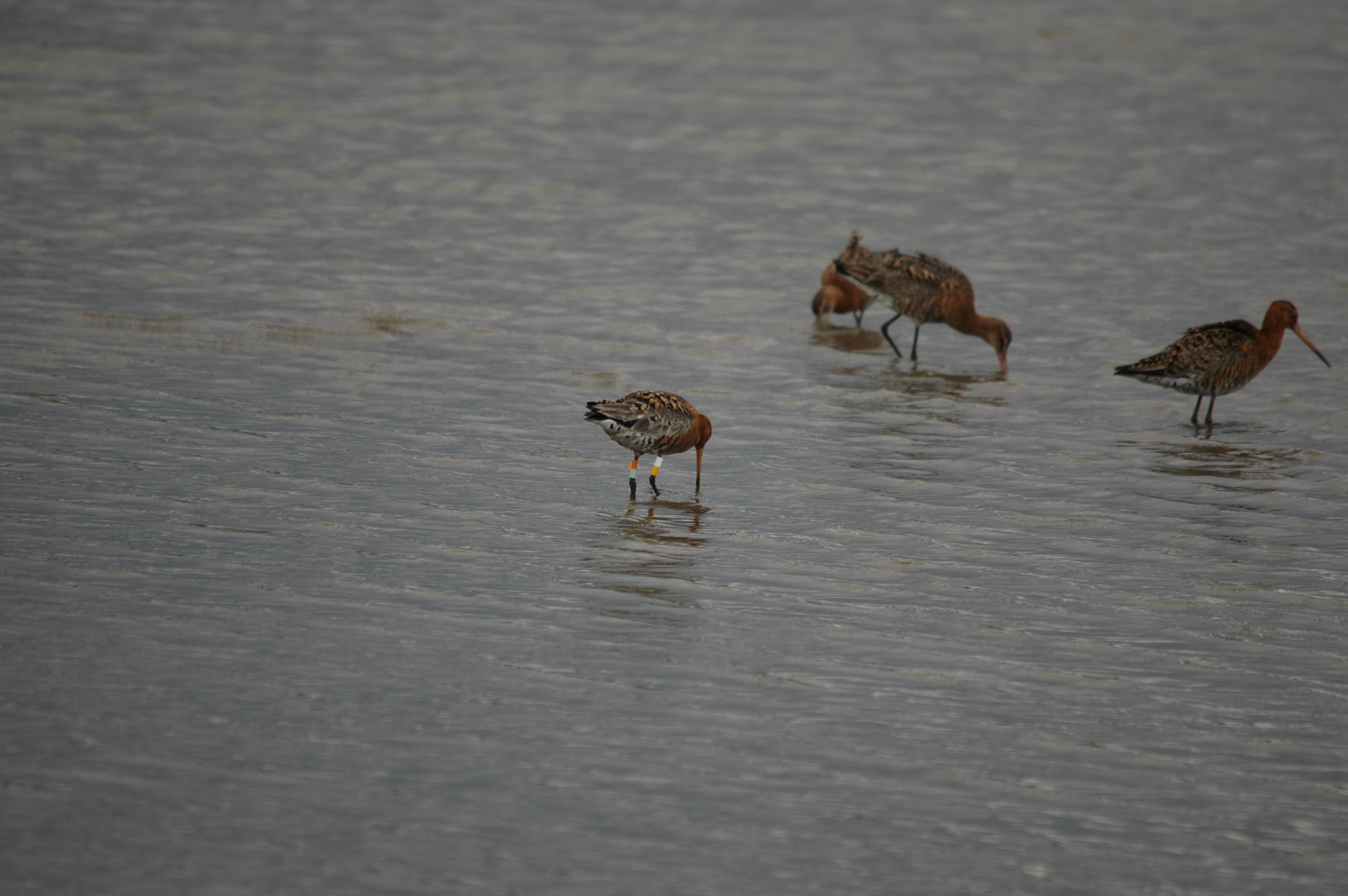 photos/wildlife/Bird_Species/063-Waders/1540-Black-Tailed_Godwit/DSC_6944.JPG