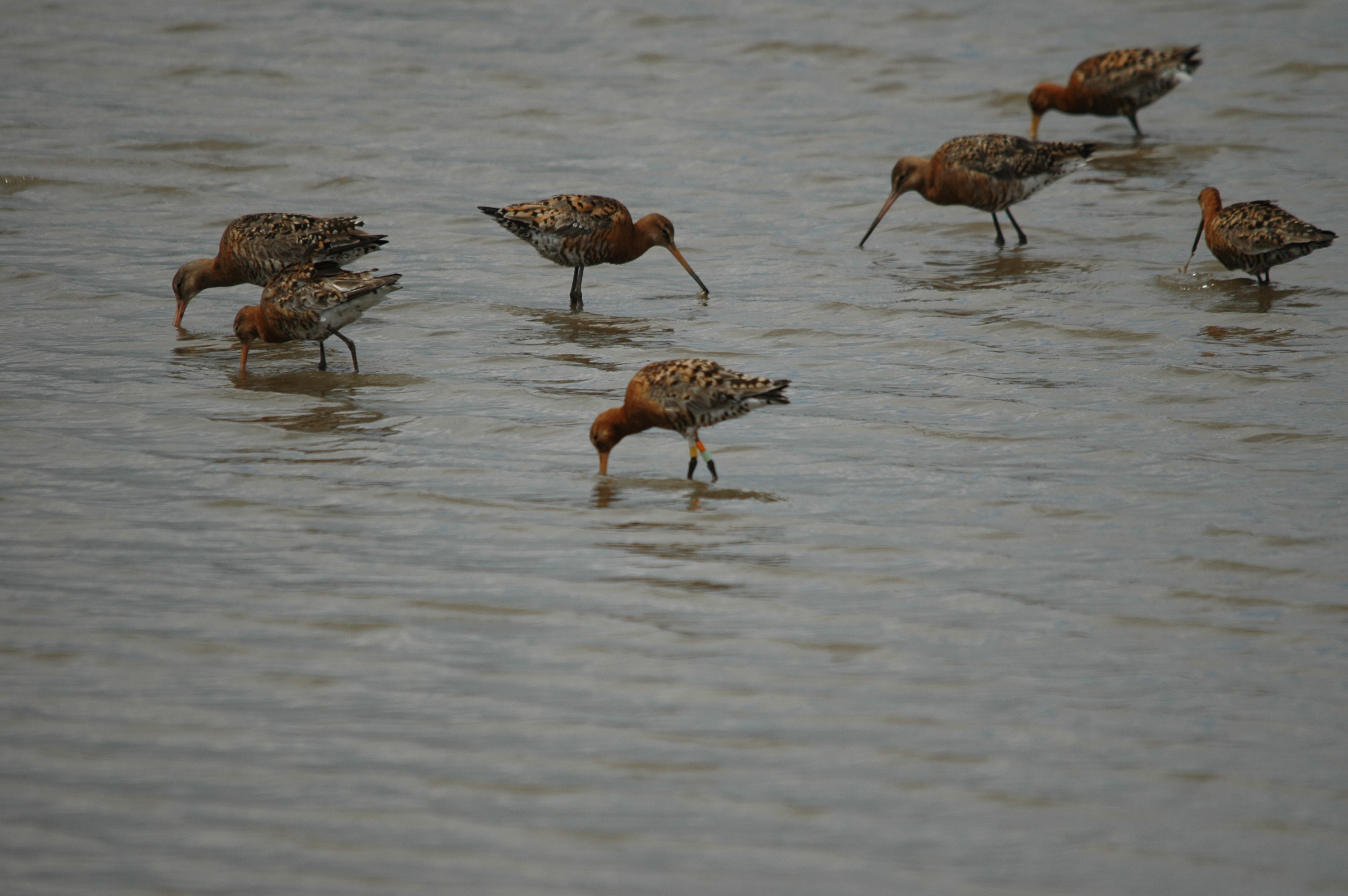 photos/wildlife/Bird_Species/063-Waders/1540-Black-Tailed_Godwit/DSC_6945.JPG